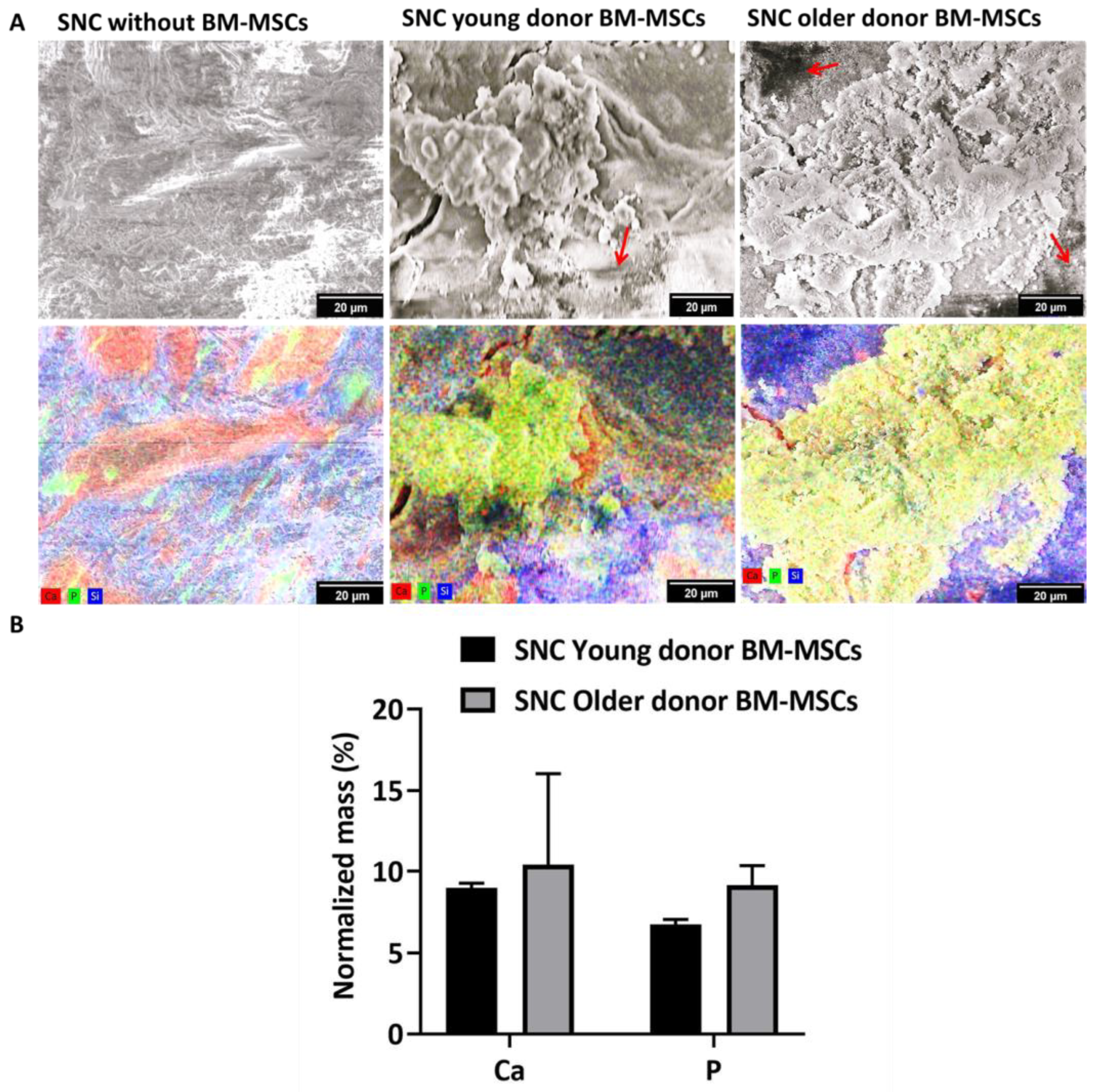 Bioengineering 11 00143 g006