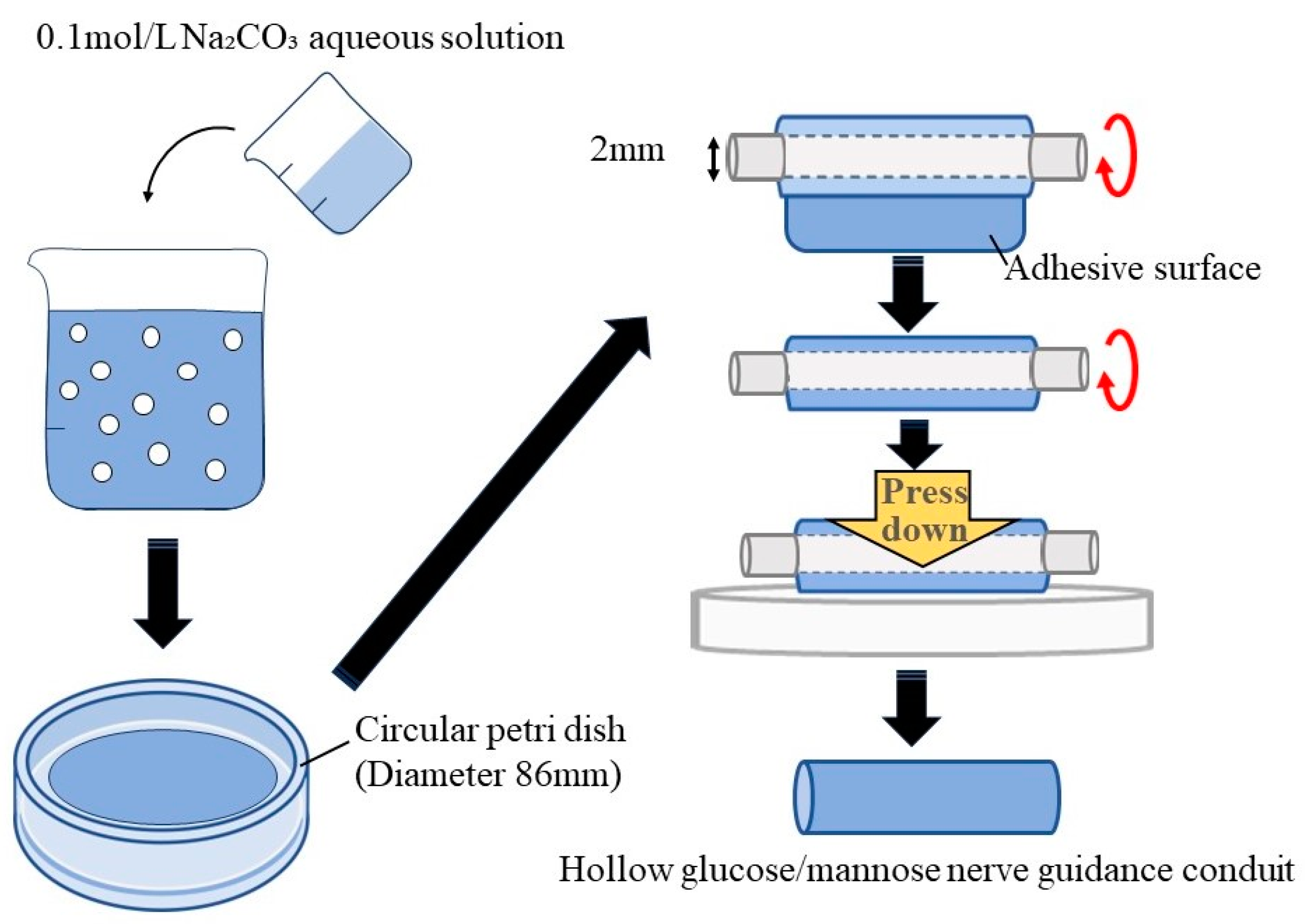 Bioengineering 11 00157 g001