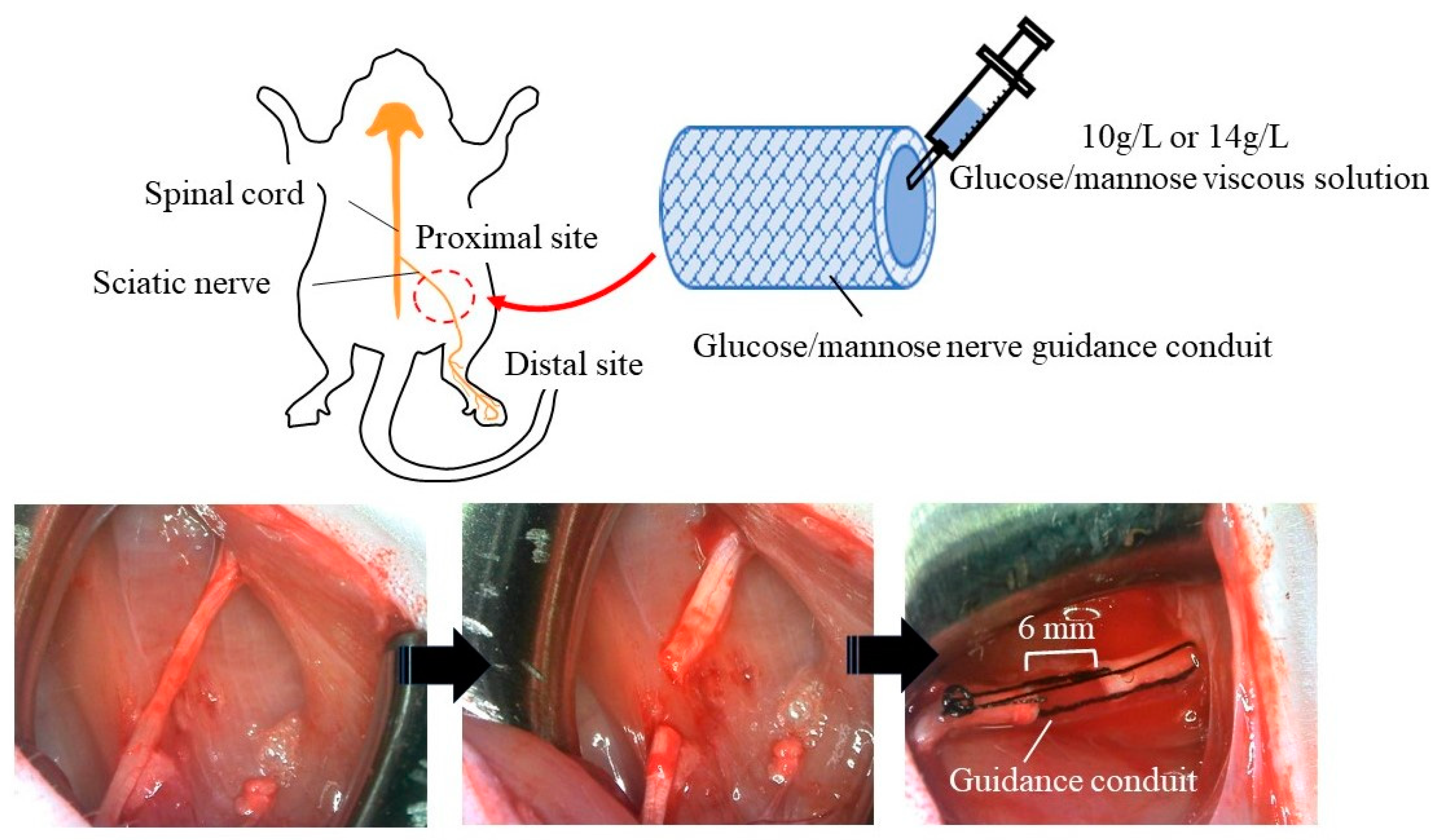 Bioengineering 11 00157 g002