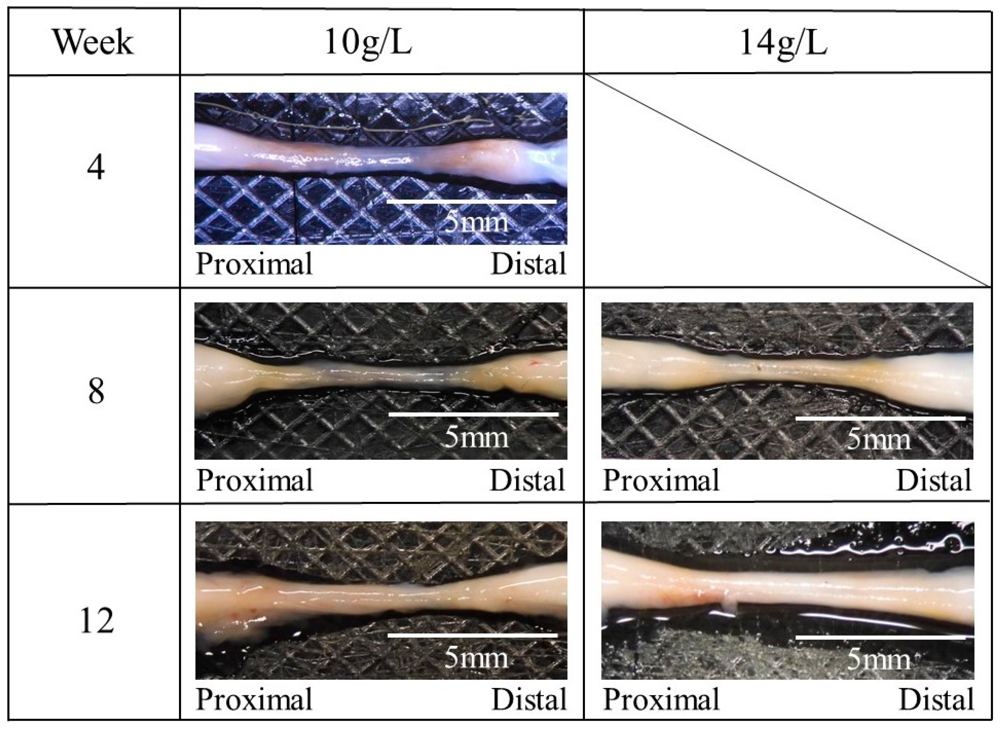 Bioengineering 11 00157 g009