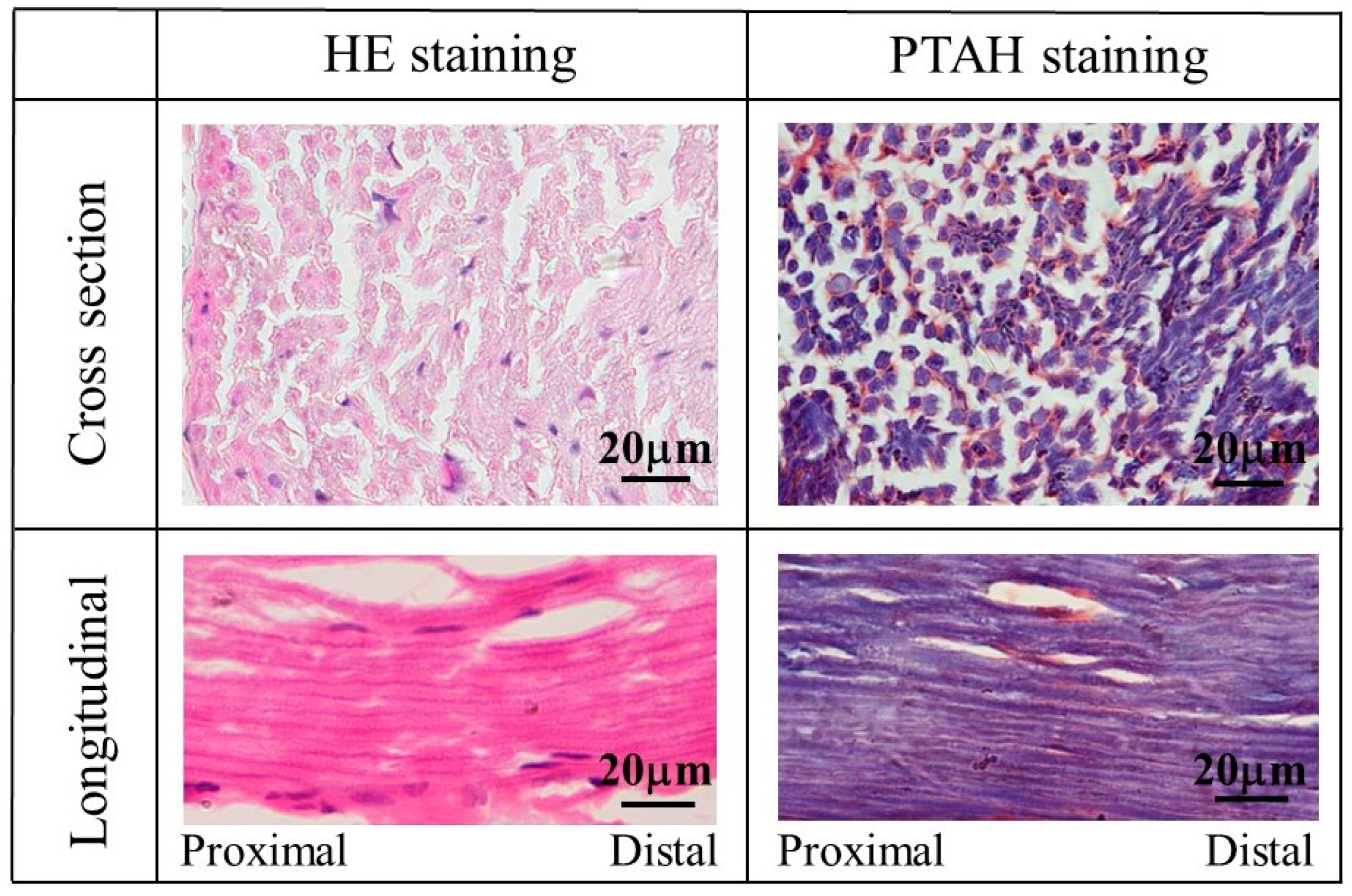 Bioengineering 11 00157 g010