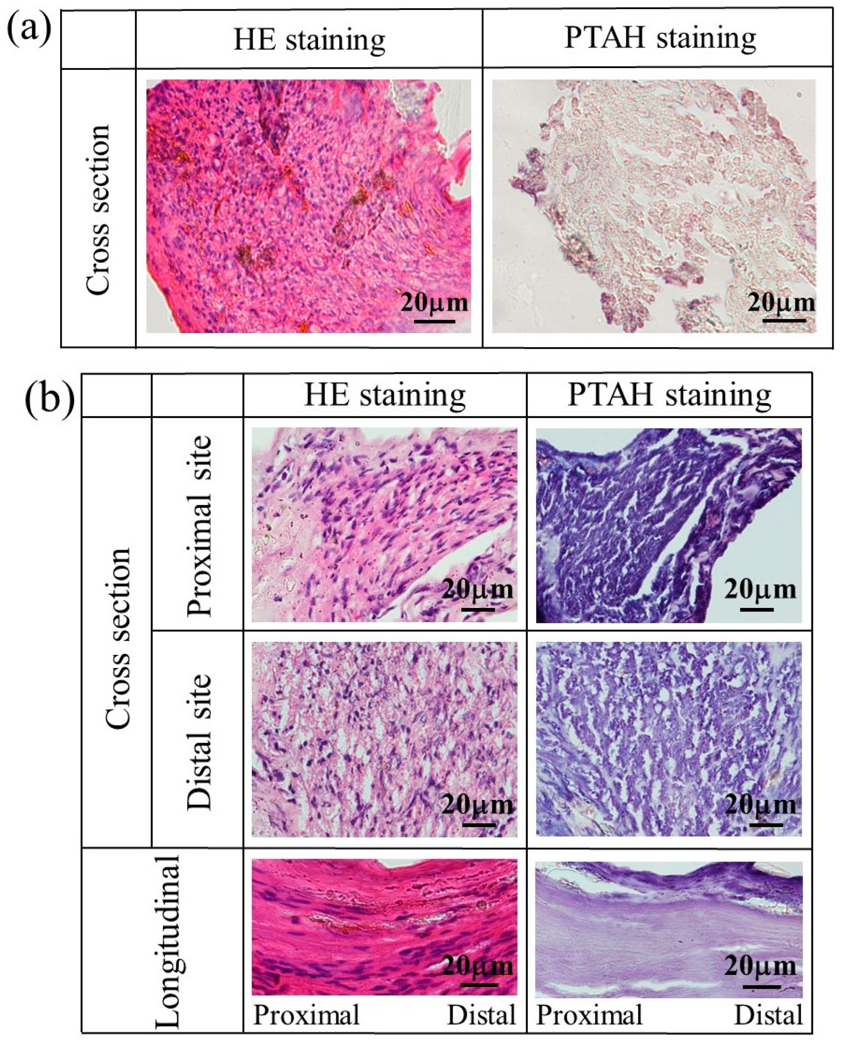 Bioengineering 11 00157 g011a