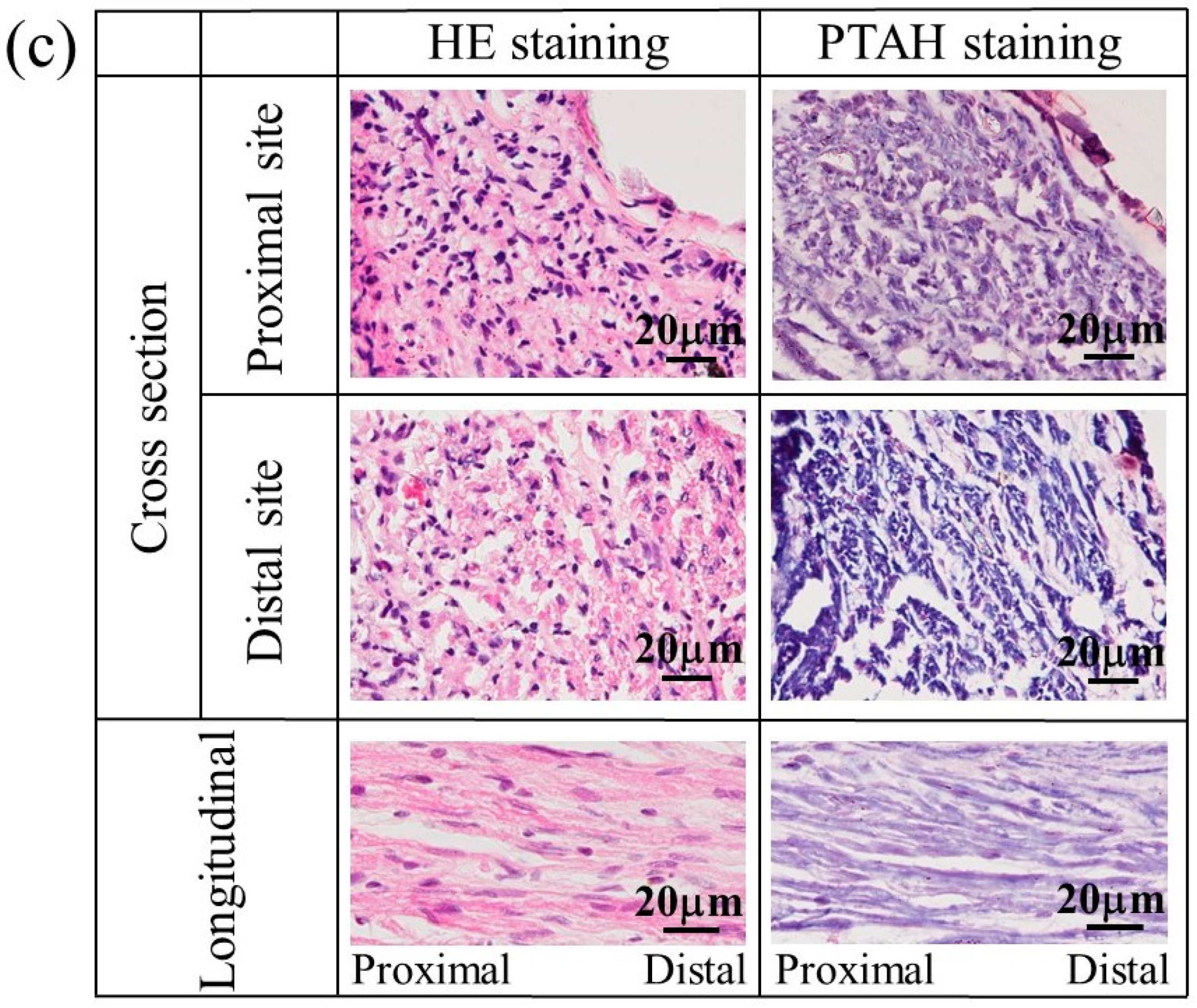 Bioengineering 11 00157 g011b