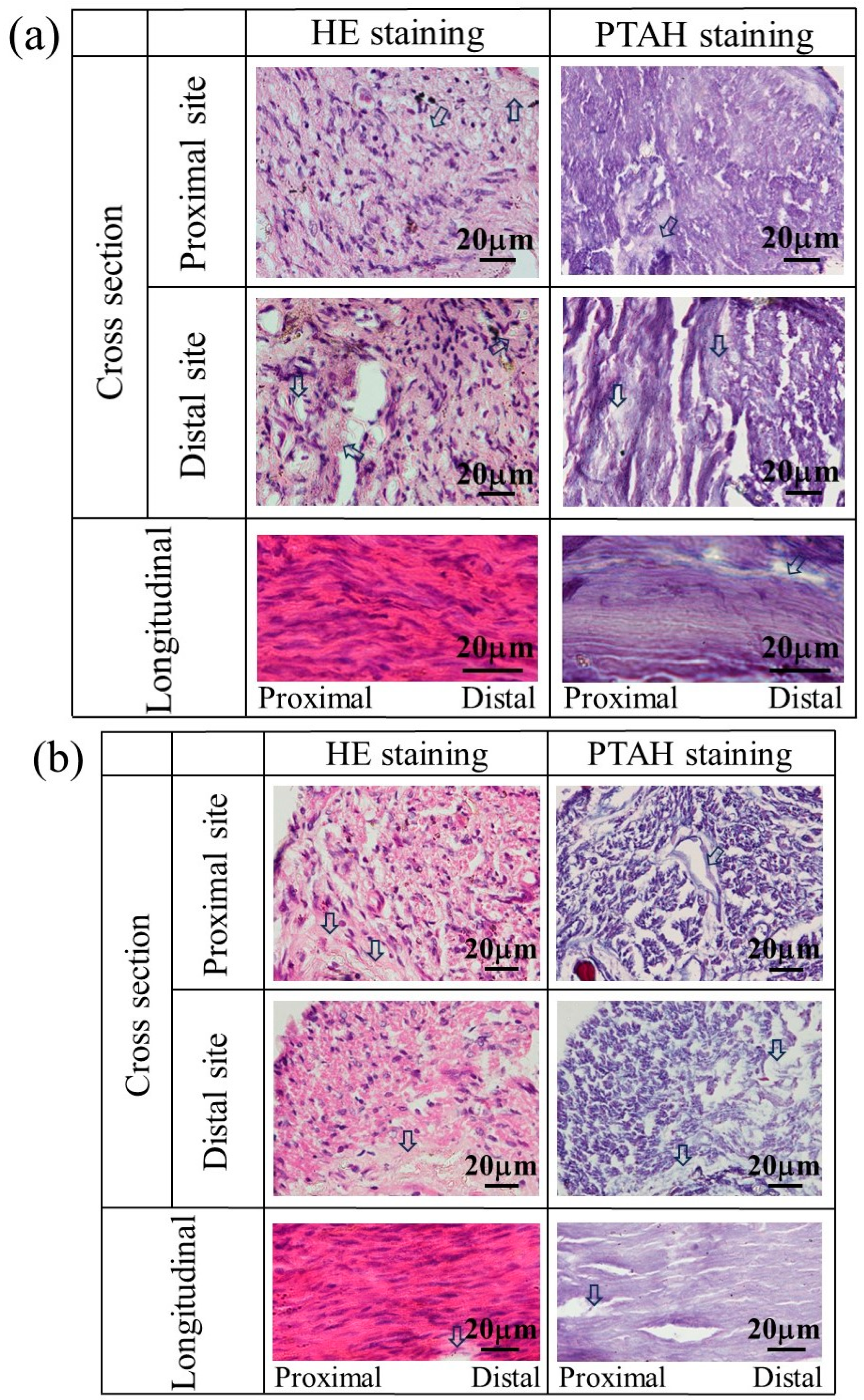 Bioengineering 11 00157 g012