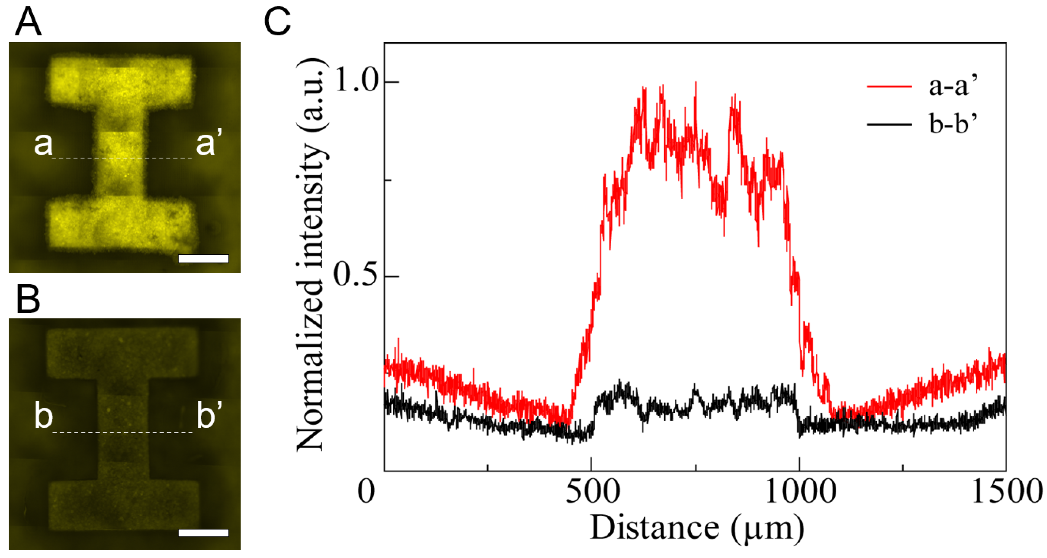 Bioengineering 11 00160 g006