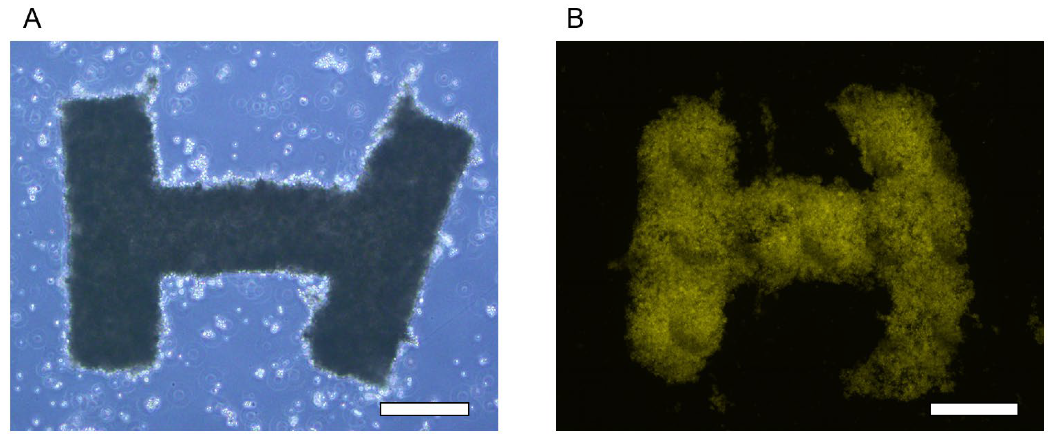 Bioengineering 11 00160 g007