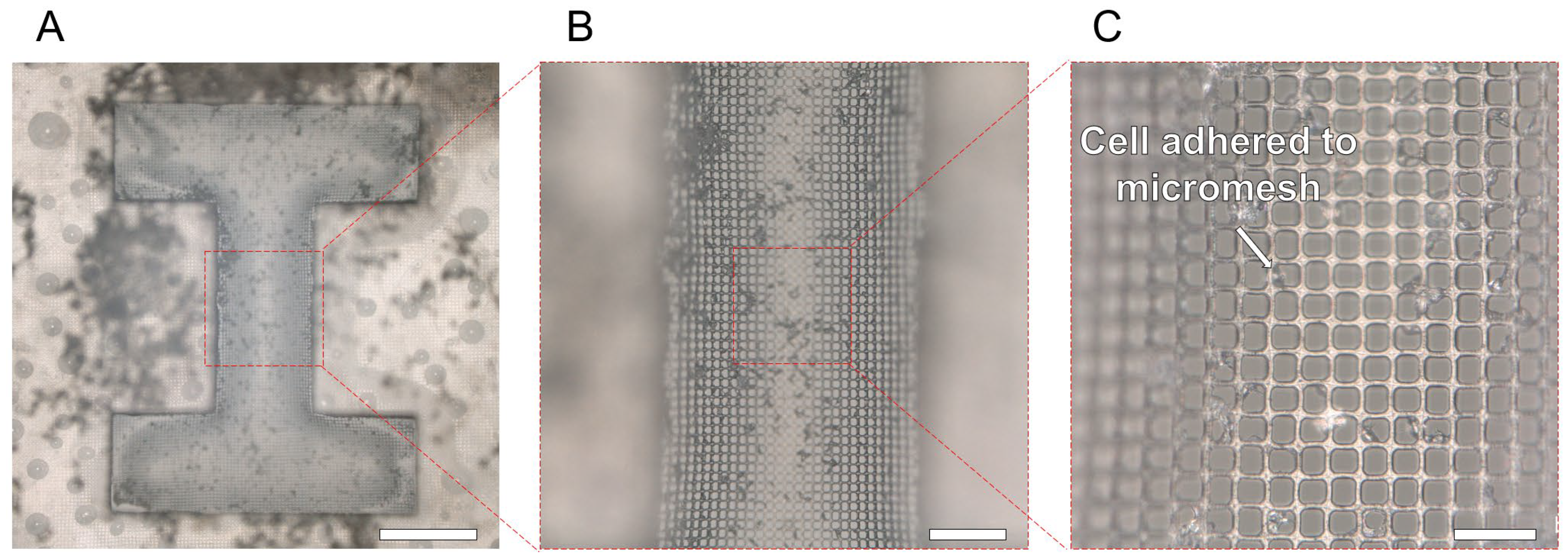 Bioengineering 11 00160 g008