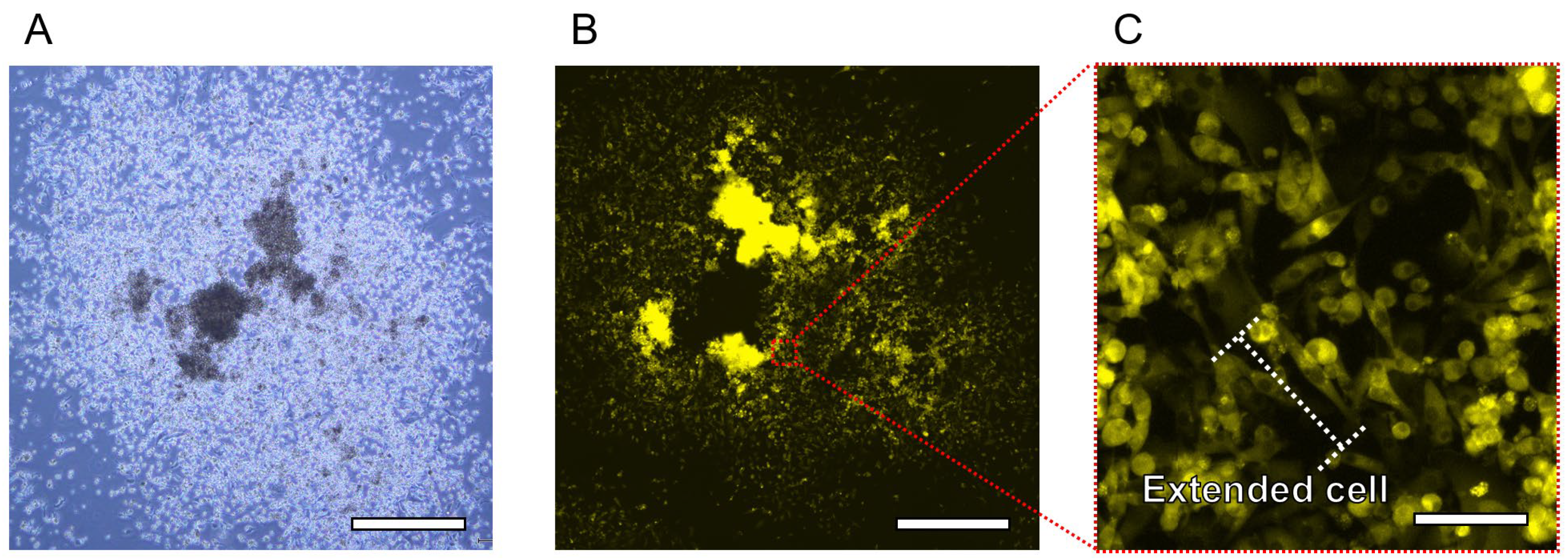 Bioengineering 11 00160 g009