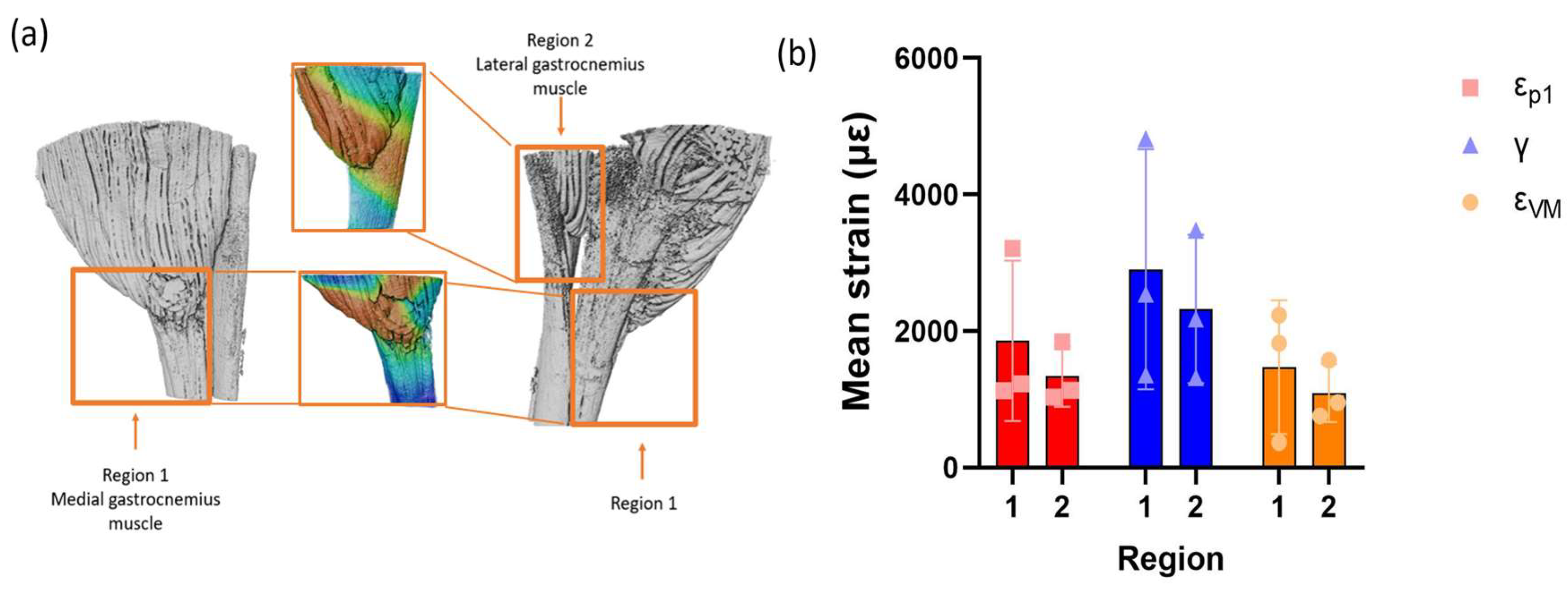 Bioengineering 11 00162 g003