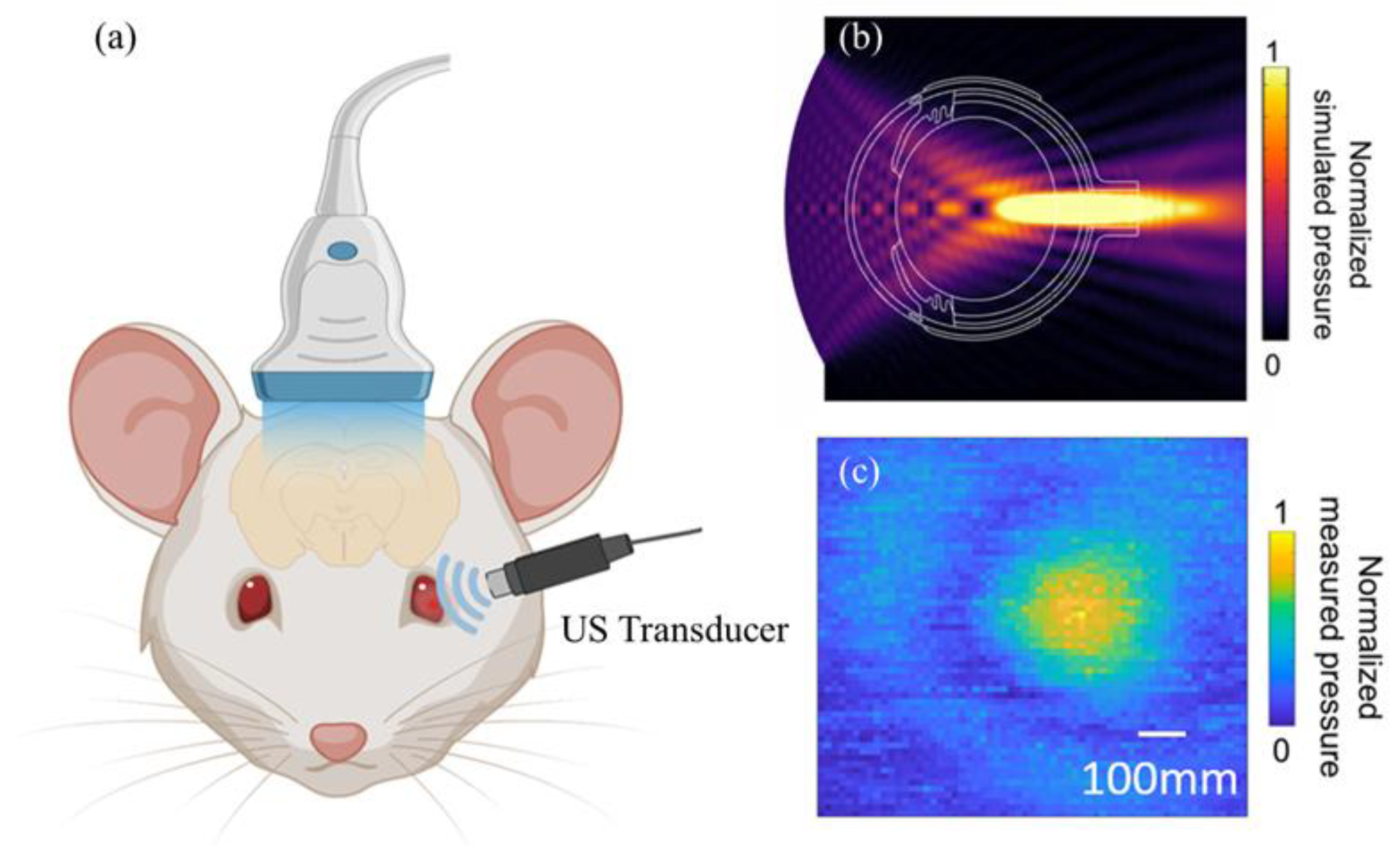 Bioengineering 11 00174 g001