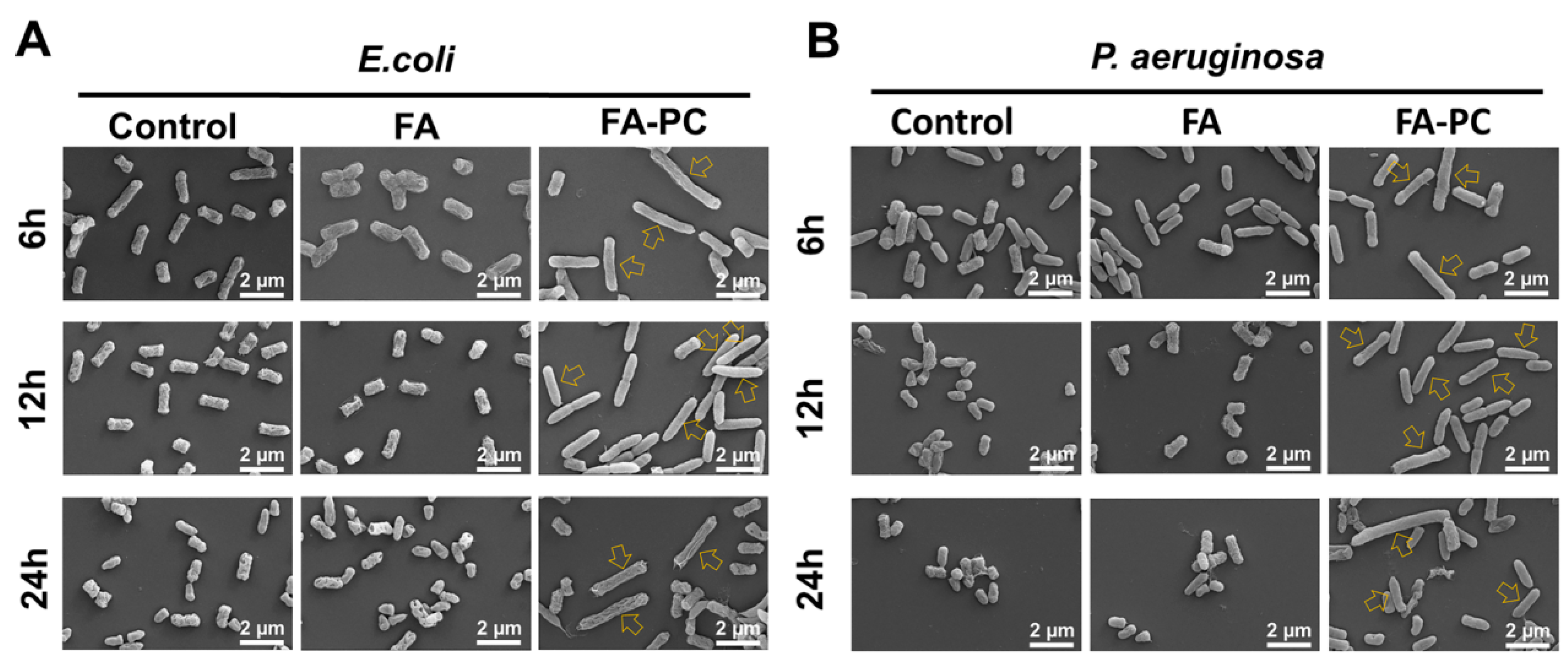 Bioengineering 11 00177 g004