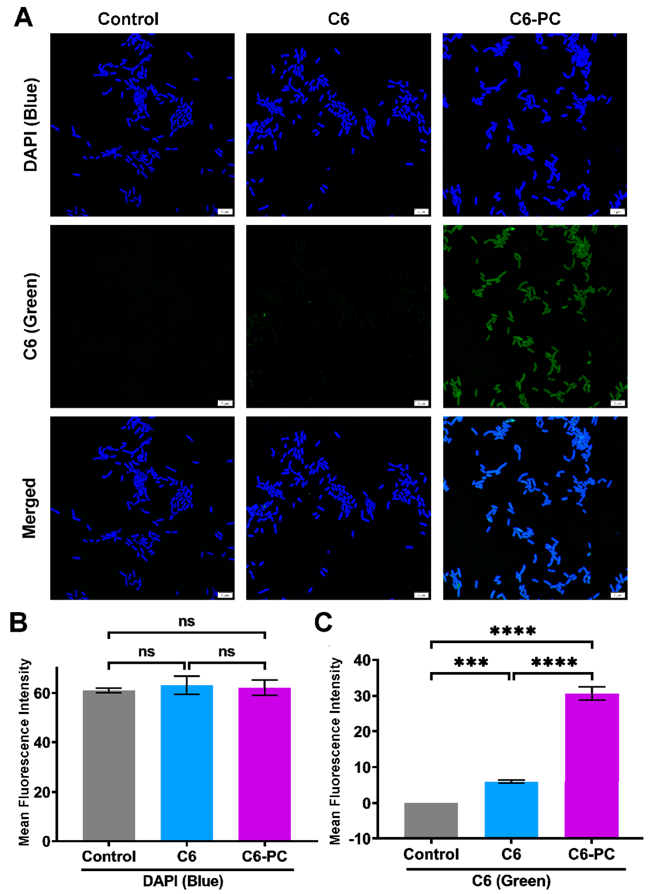 Bioengineering 11 00177 g005