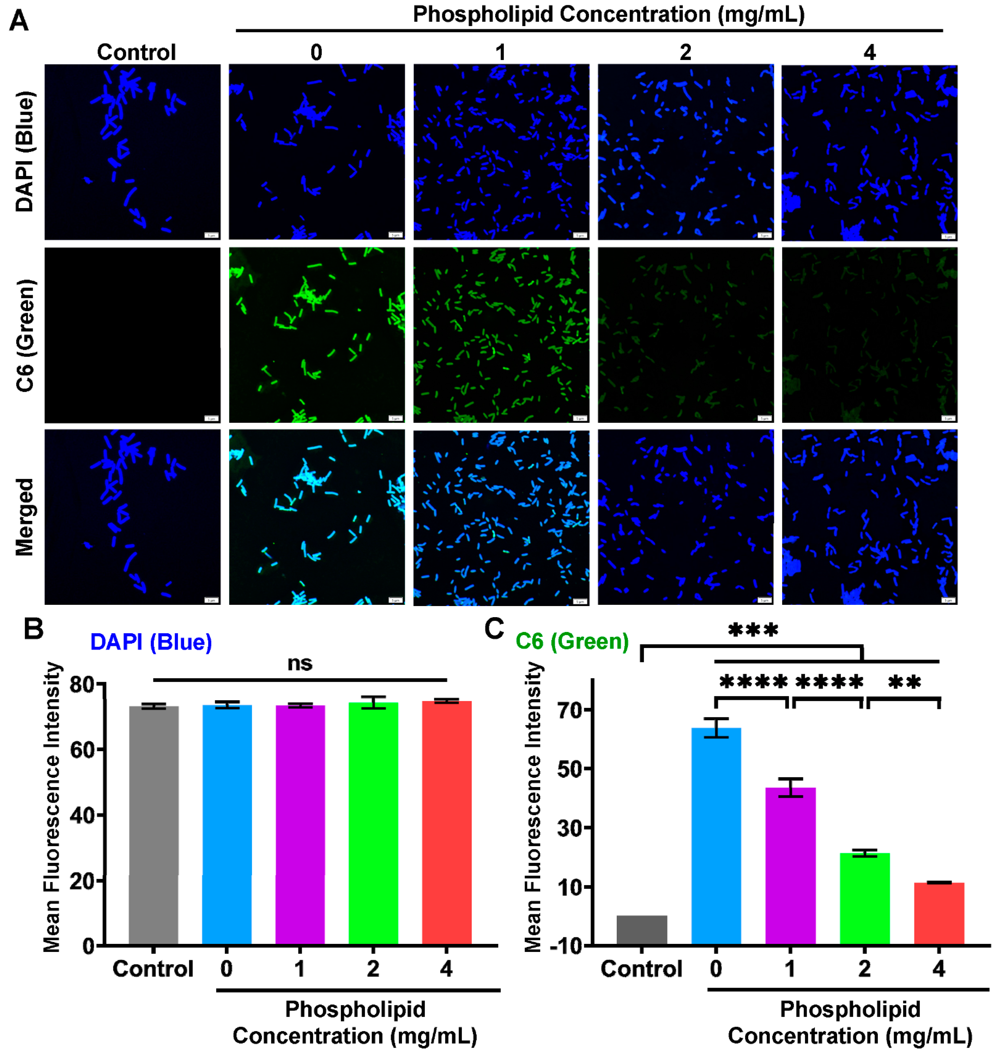 Bioengineering 11 00177 g007