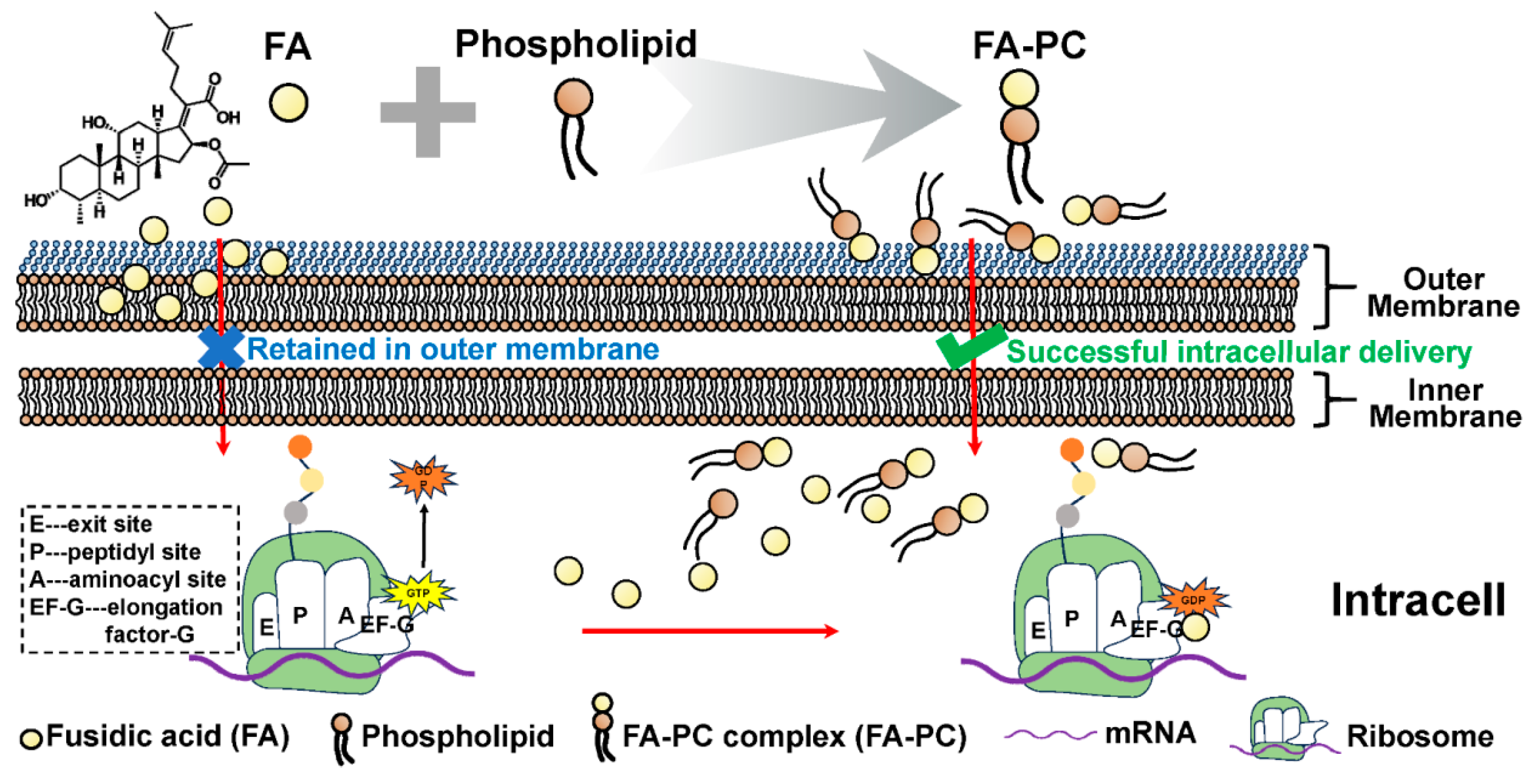 Bioengineering 11 00177 sch001