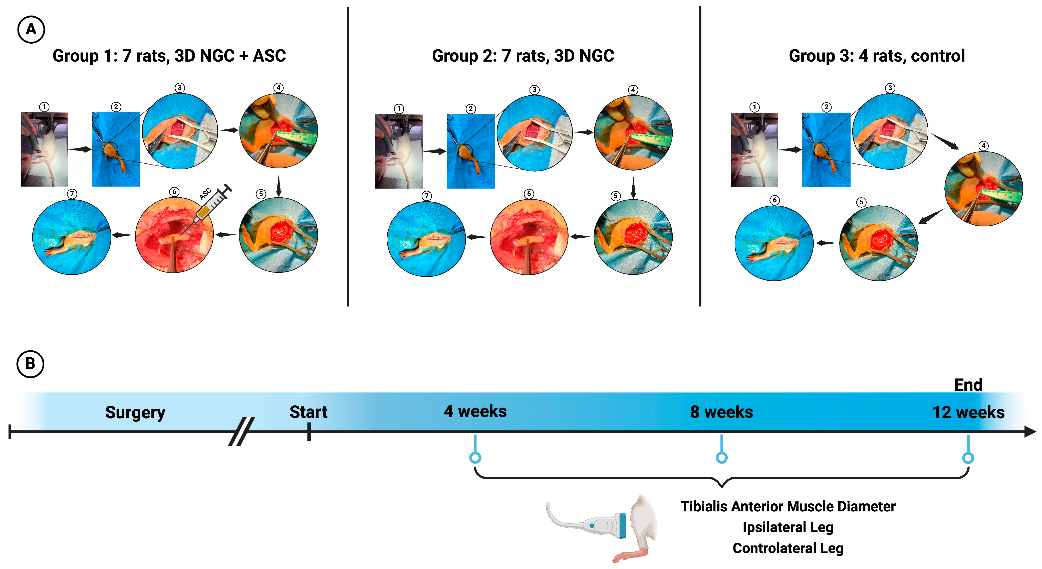 Bioengineering 11 00184 g001