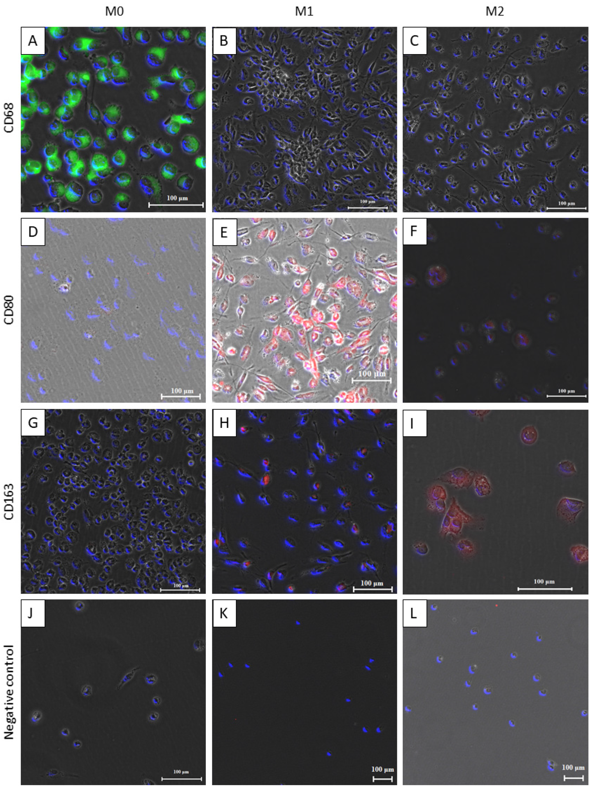 Bioengineering 11 00187 g002