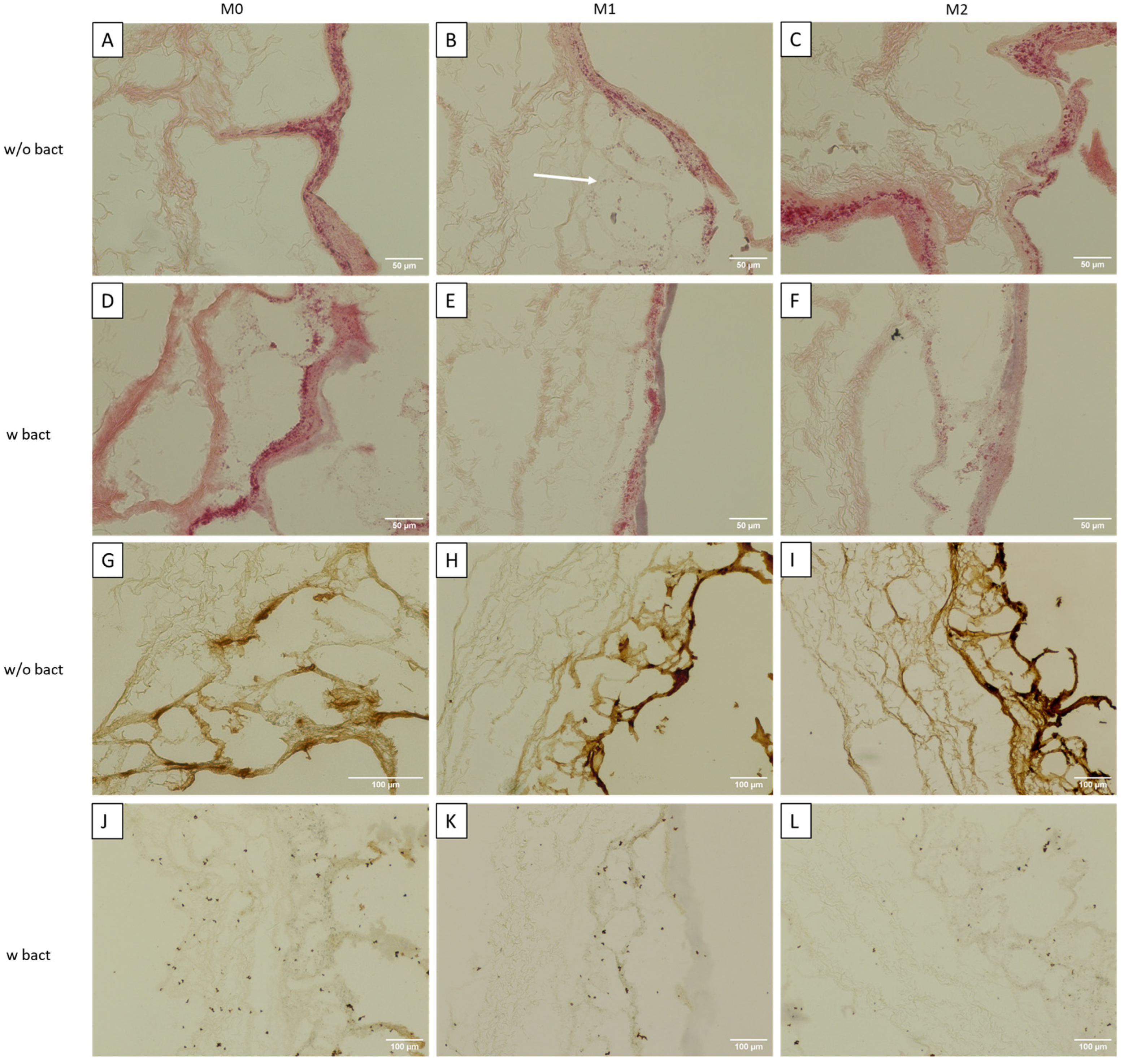 Bioengineering 11 00187 g004