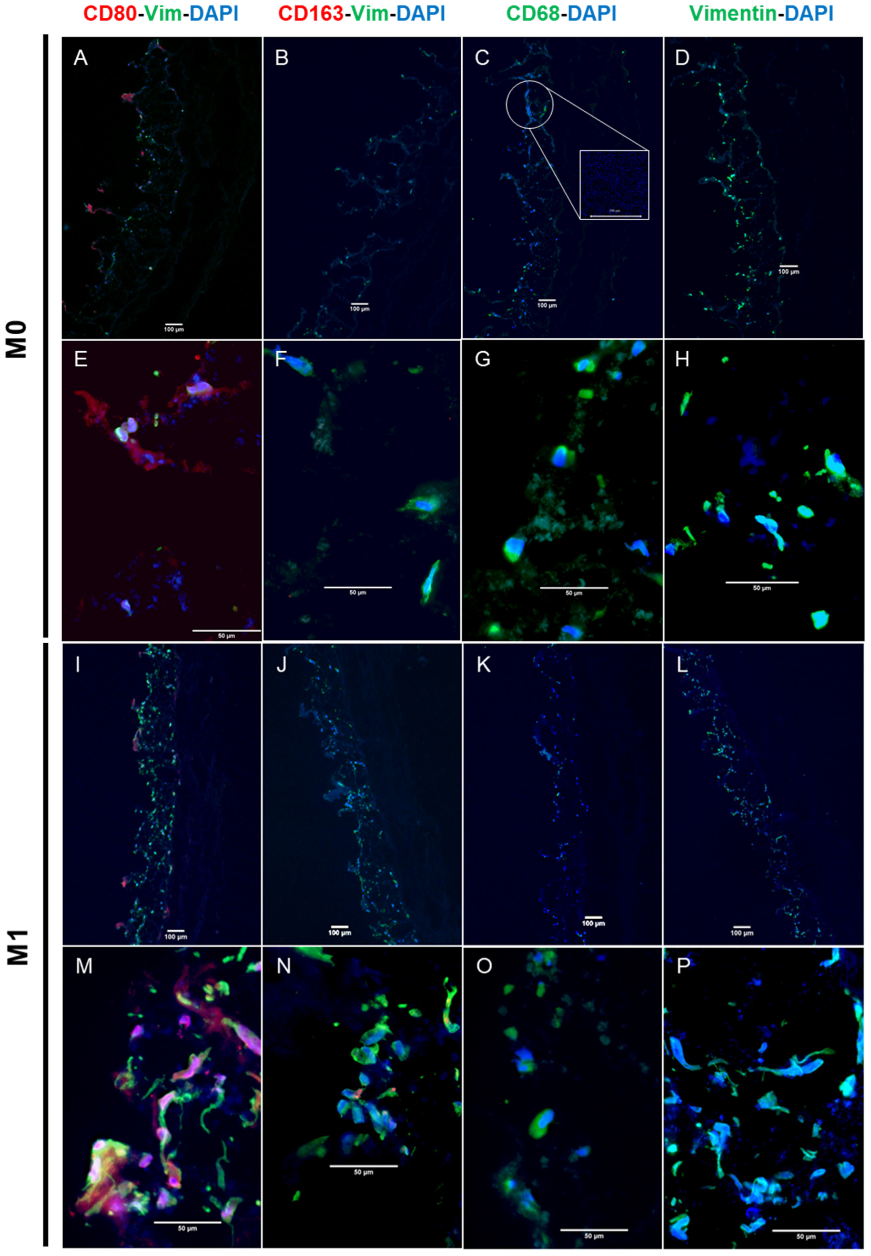 Bioengineering 11 00187 g005a