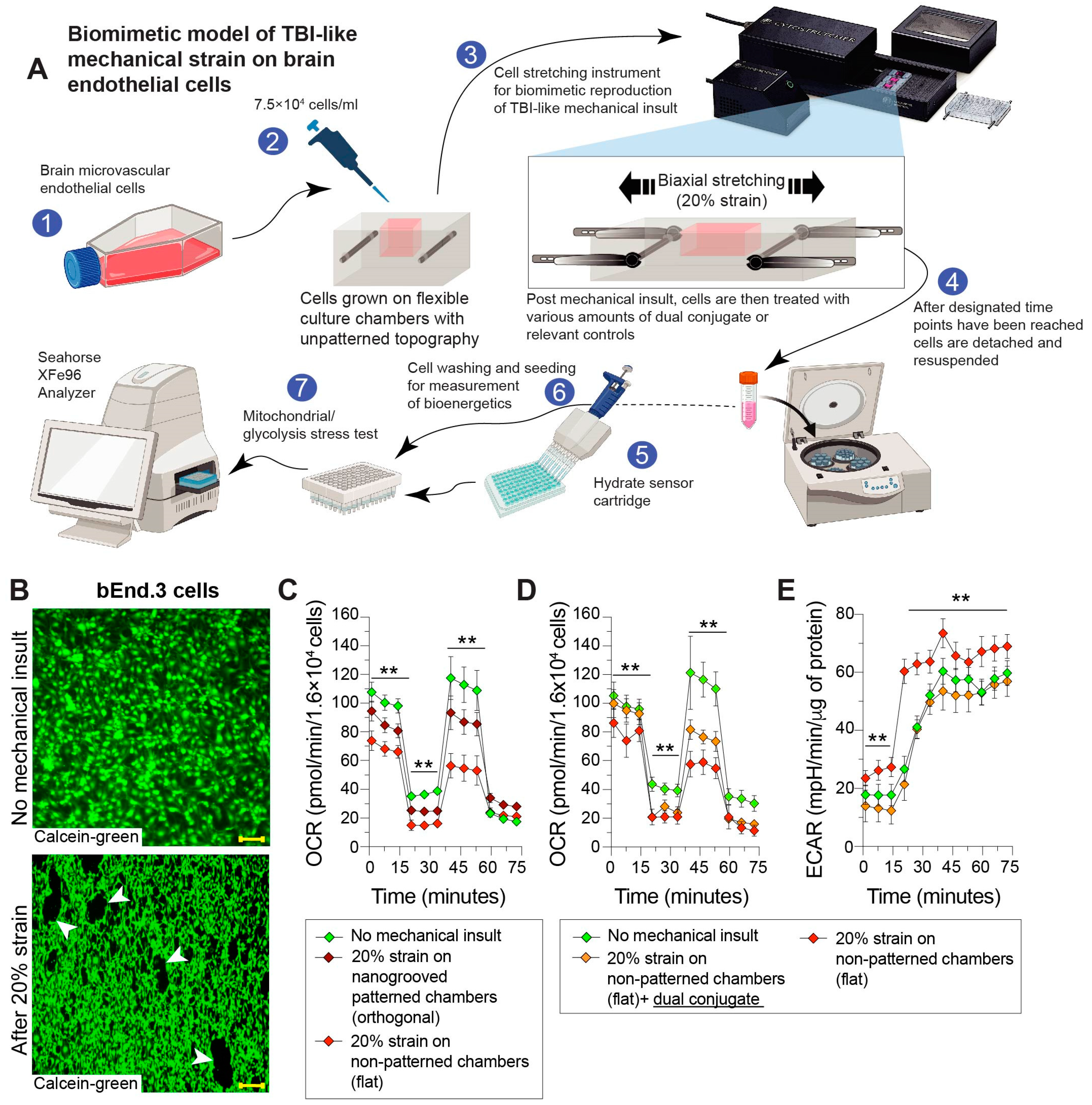 Bioengineering 11 00200 g004