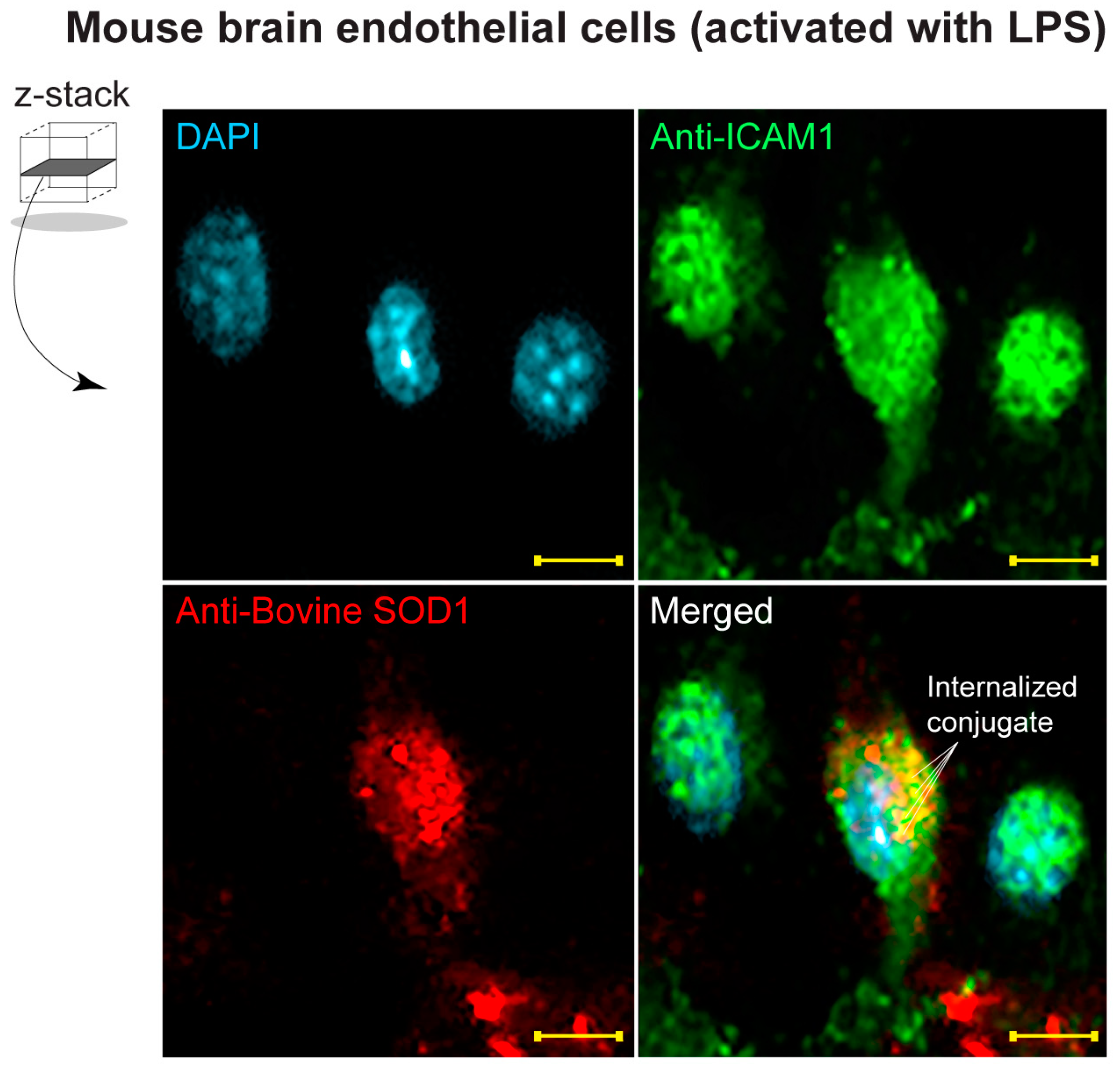 Bioengineering 11 00200 g006
