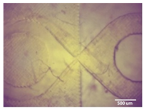 Bioengineering 11 00202 i005