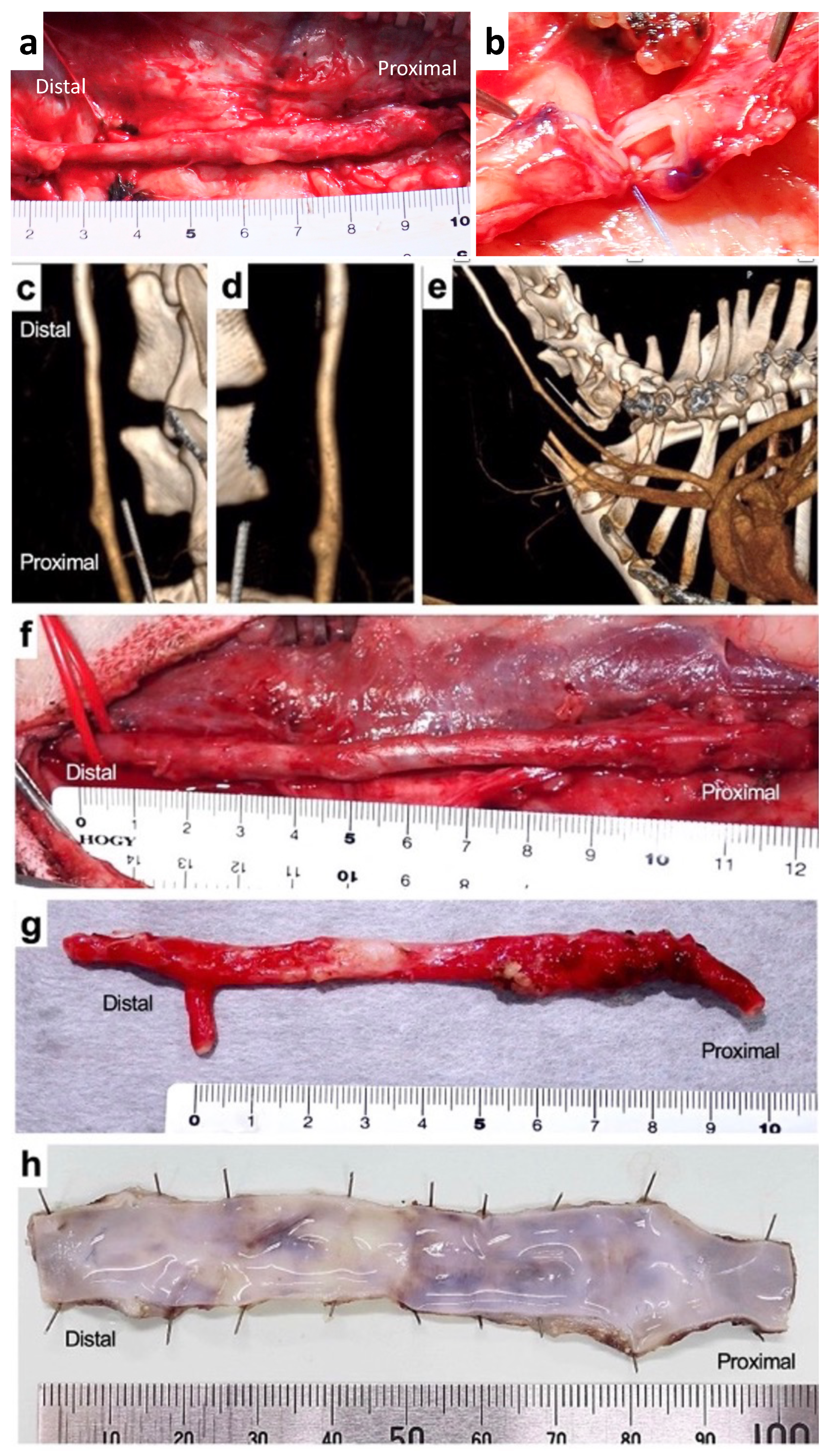 Bioengineering 11 00203 g005