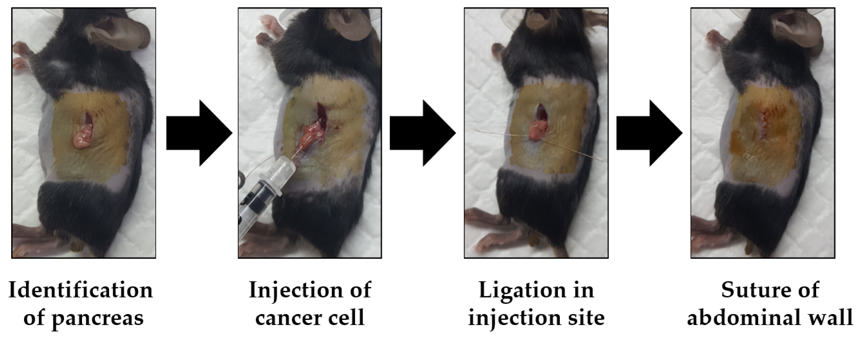 Bioengineering 11 00208 g003