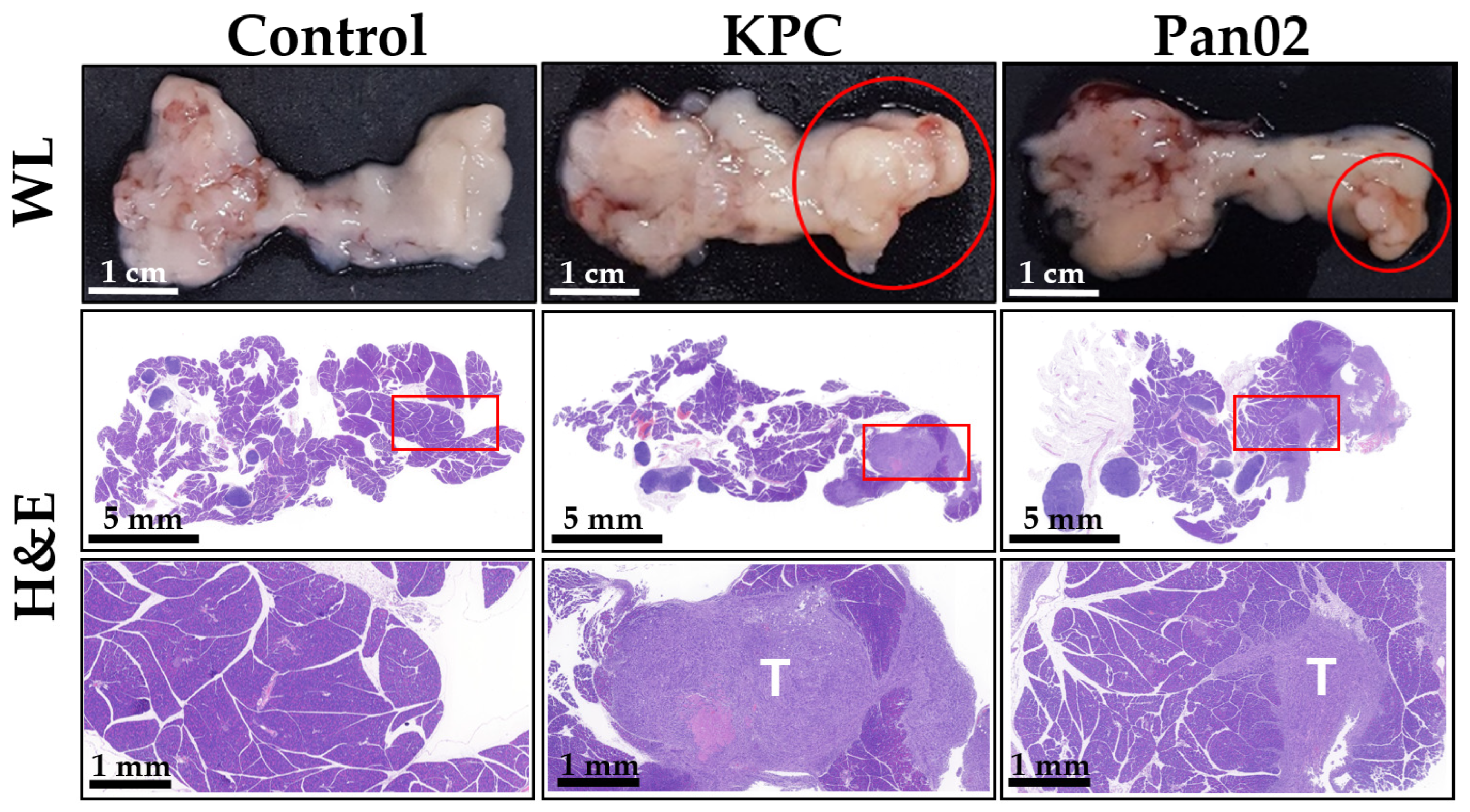 Bioengineering 11 00208 g006