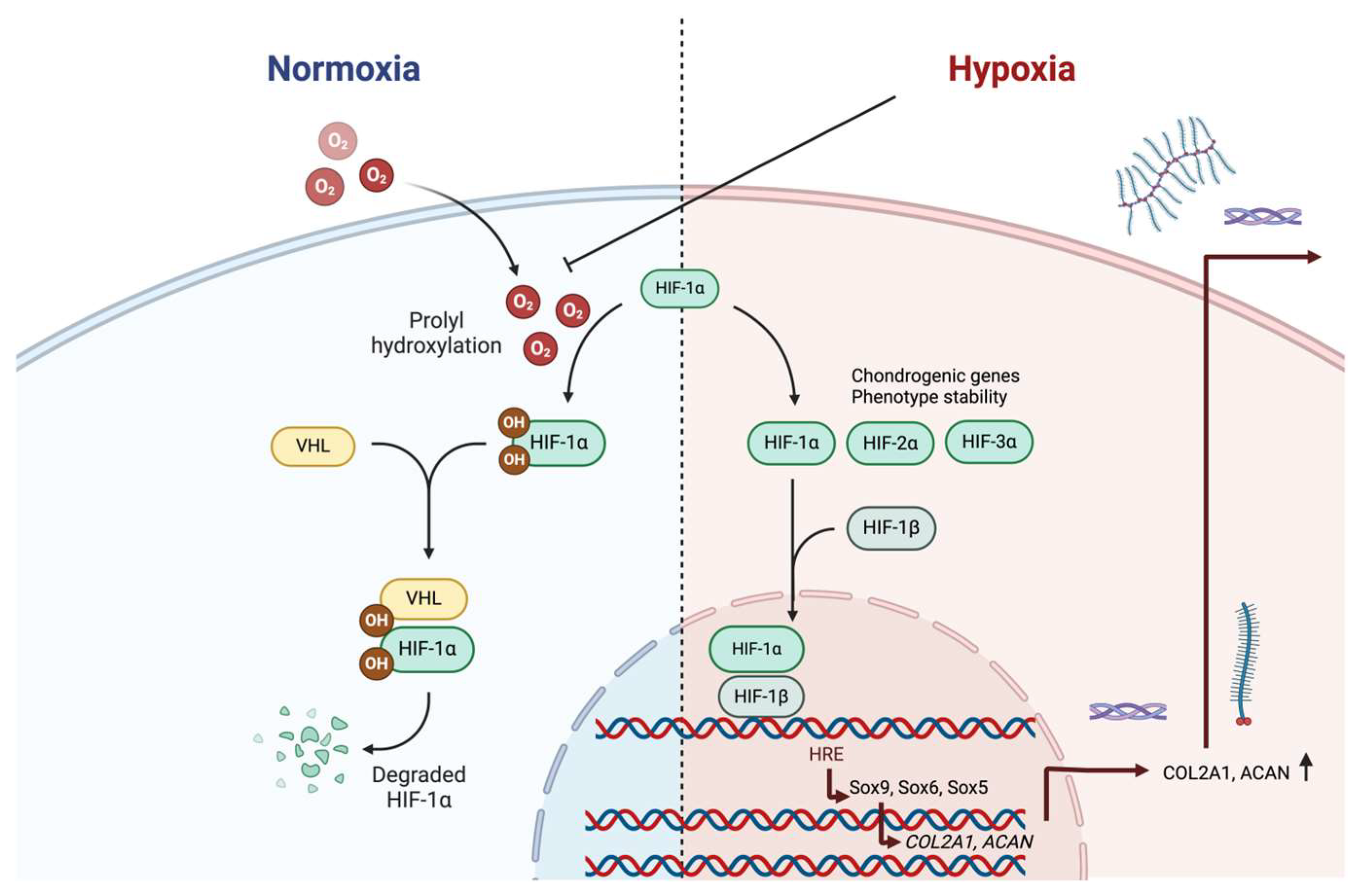 Bioengineering 11 00211 g001