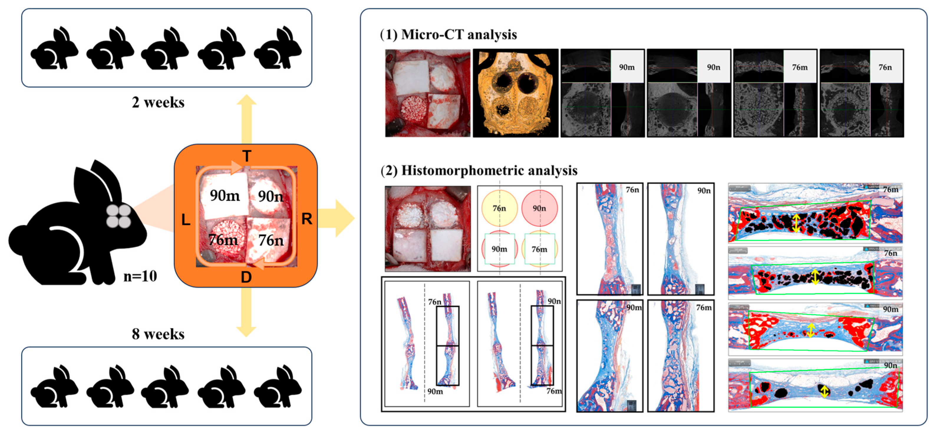 Bioengineering 11 00215 g001