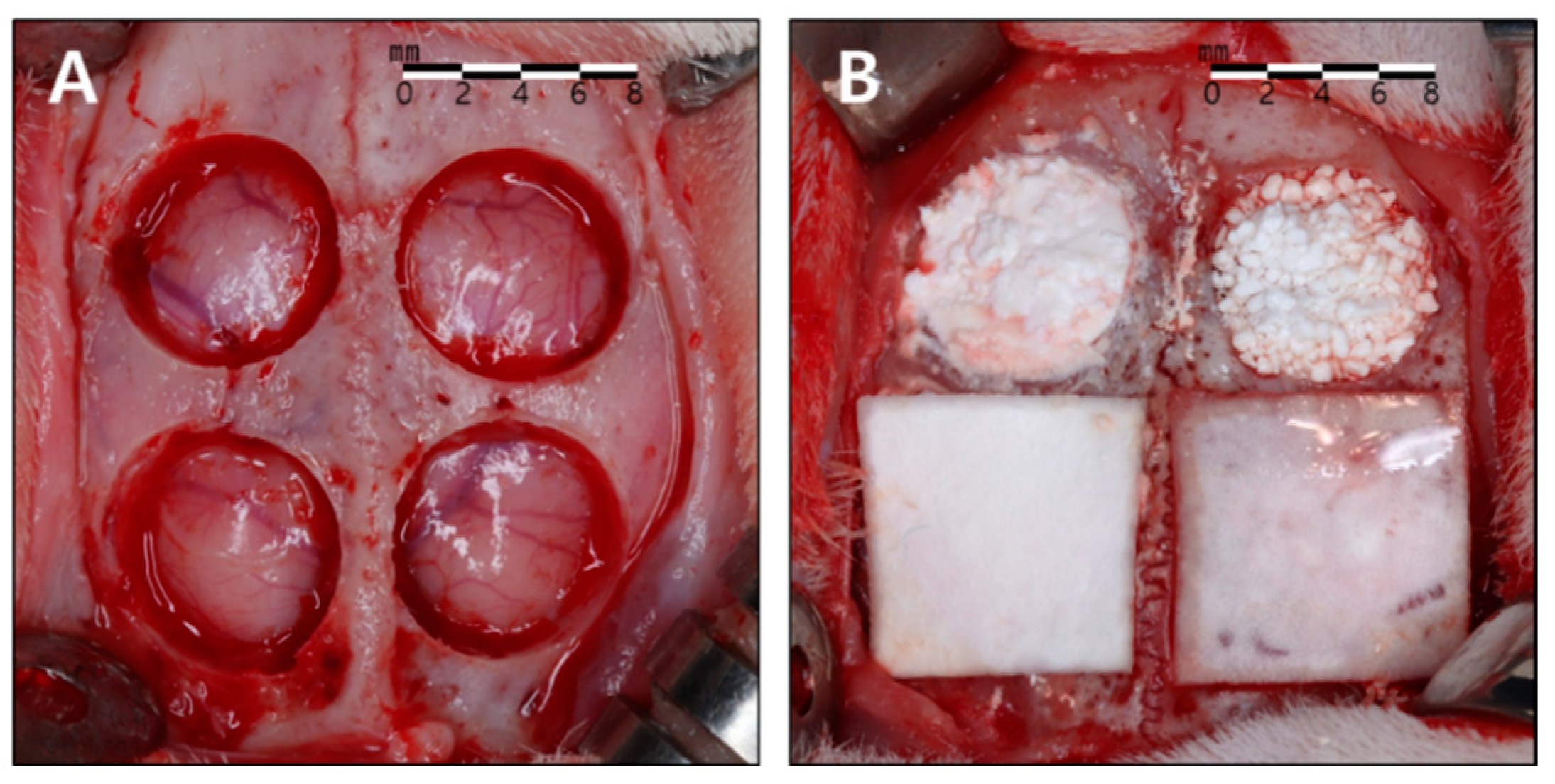 Bioengineering 11 00215 g002