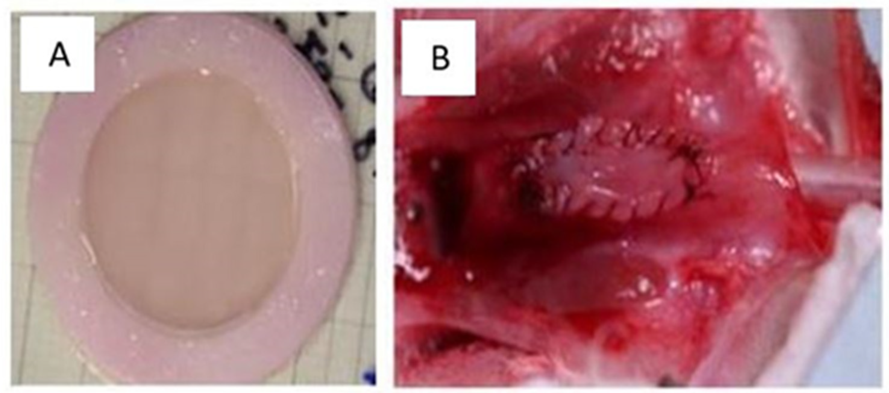Bioengineering 11 00230 g006