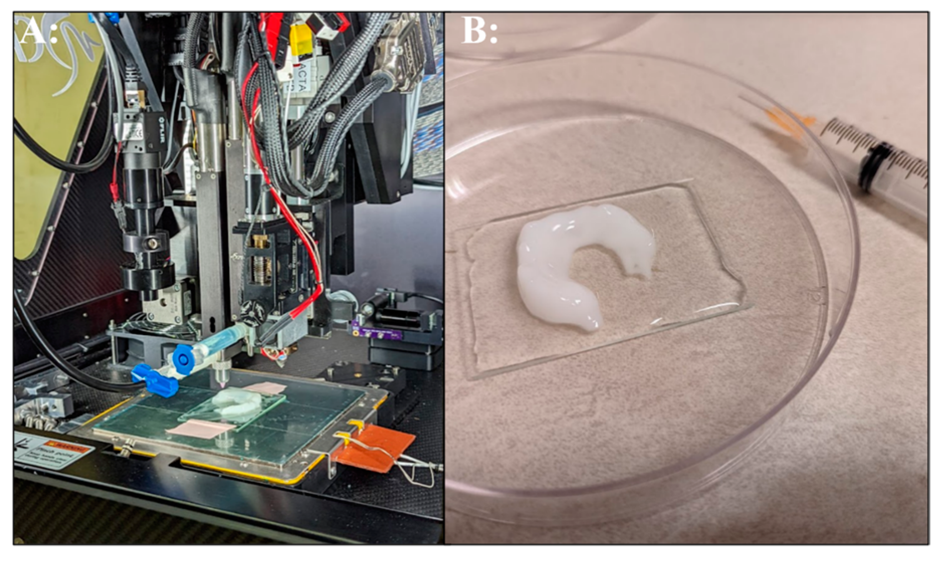 Bioengineering 11 00232 g003
