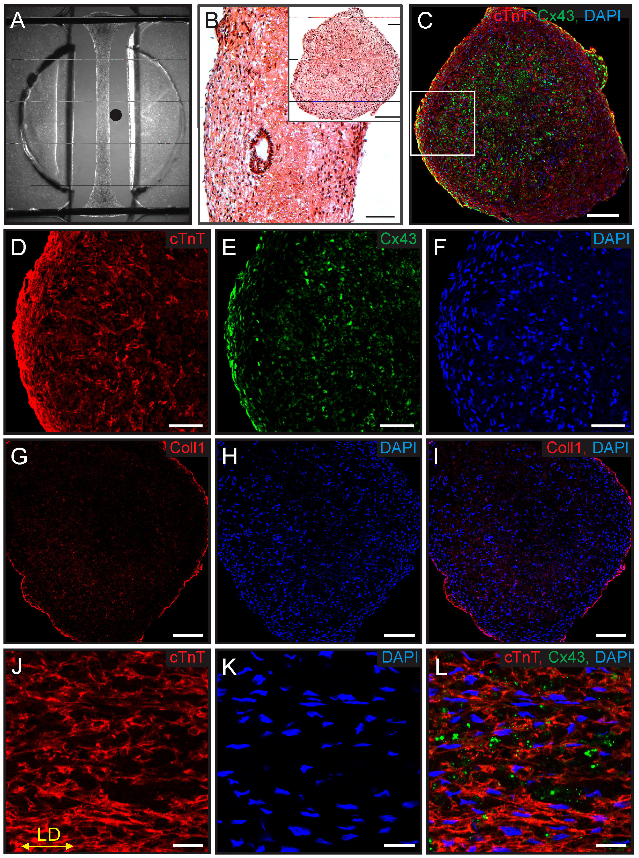 Bioengineering 11 00234 g002