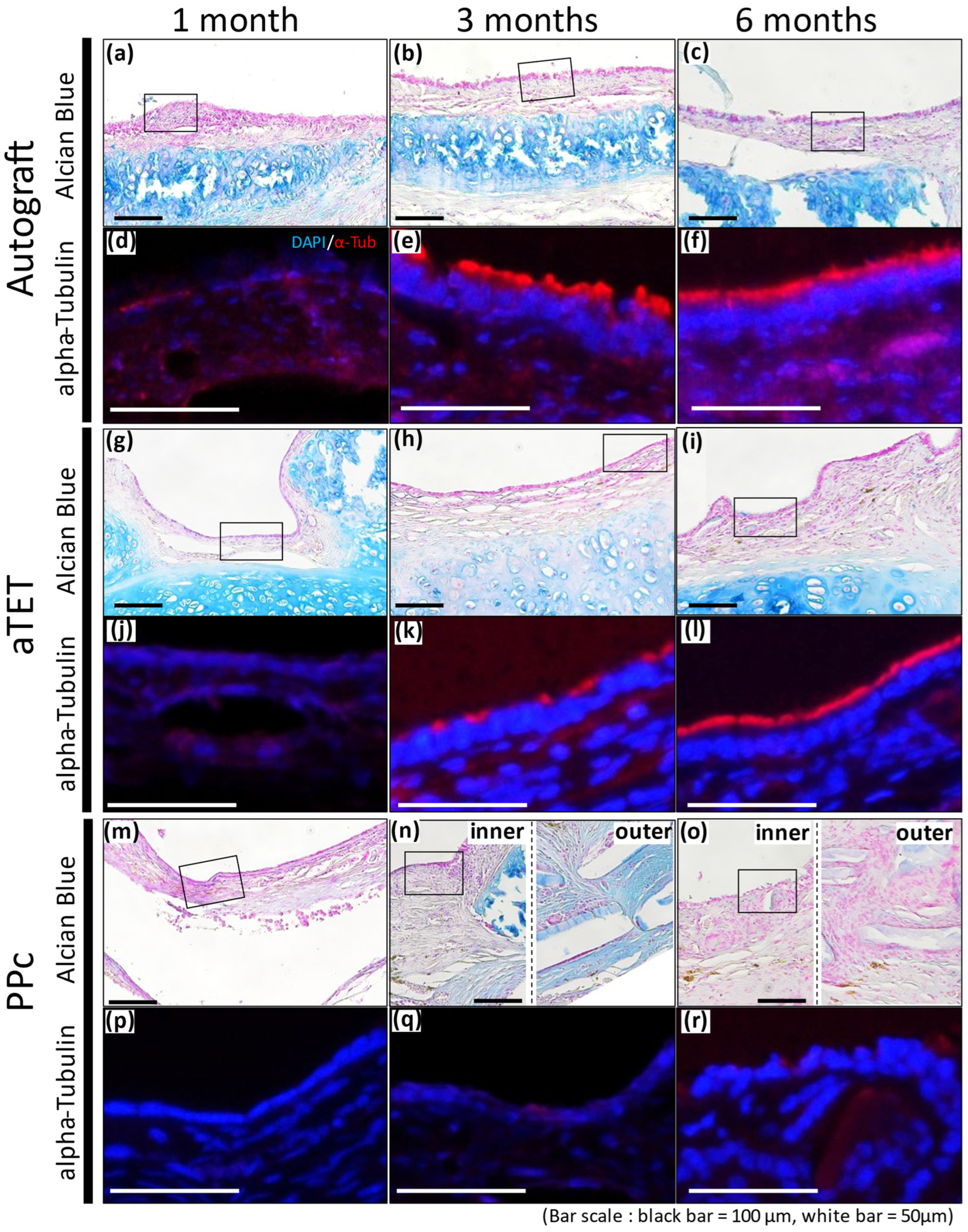 Bioengineering 11 00243 g005