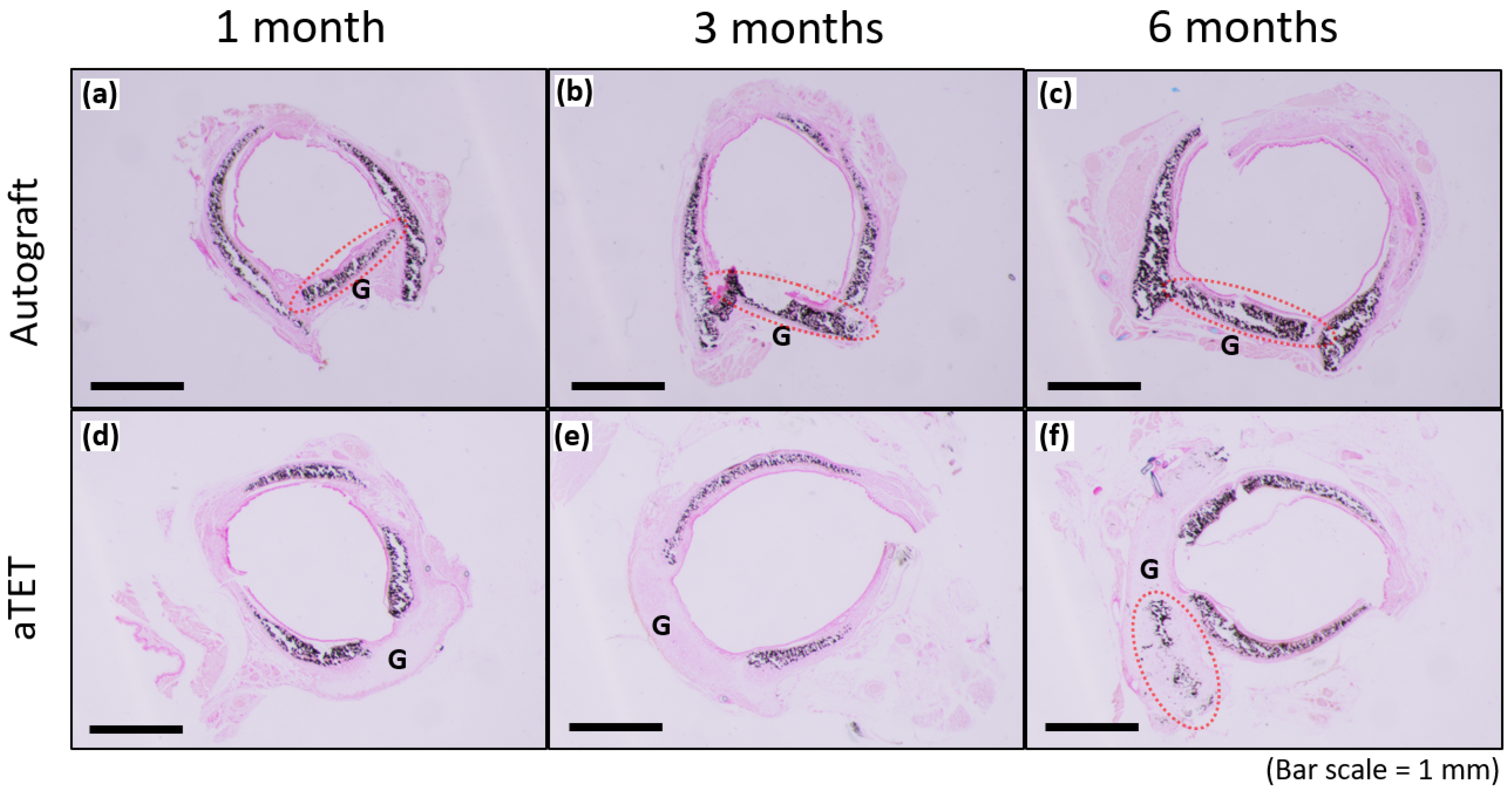 Bioengineering 11 00243 g006