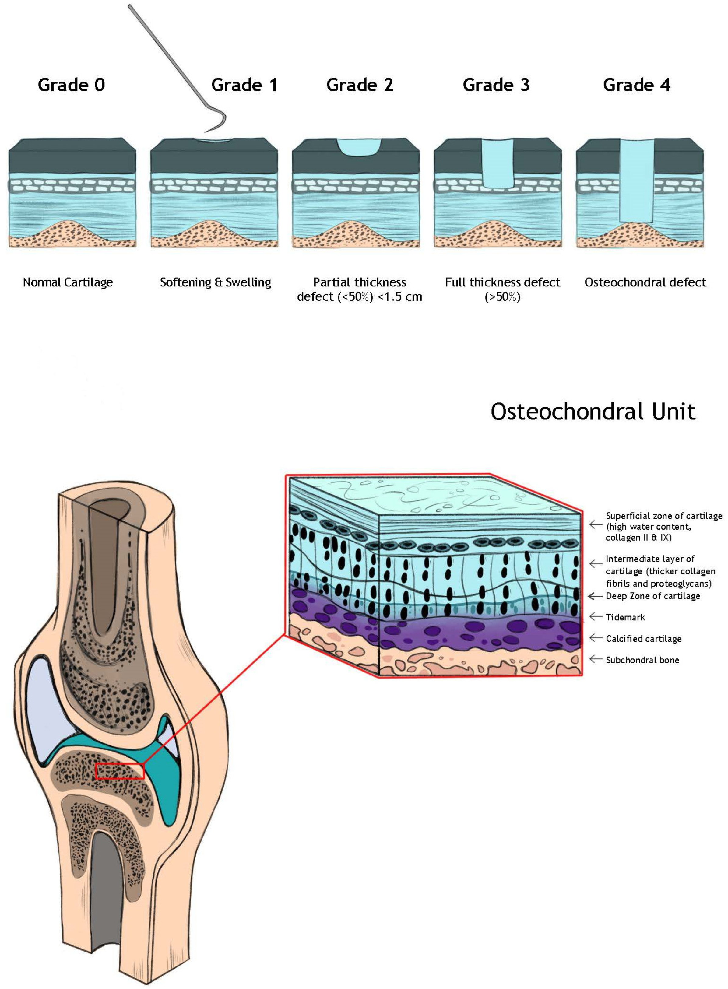Bioengineering 11 00246 g001