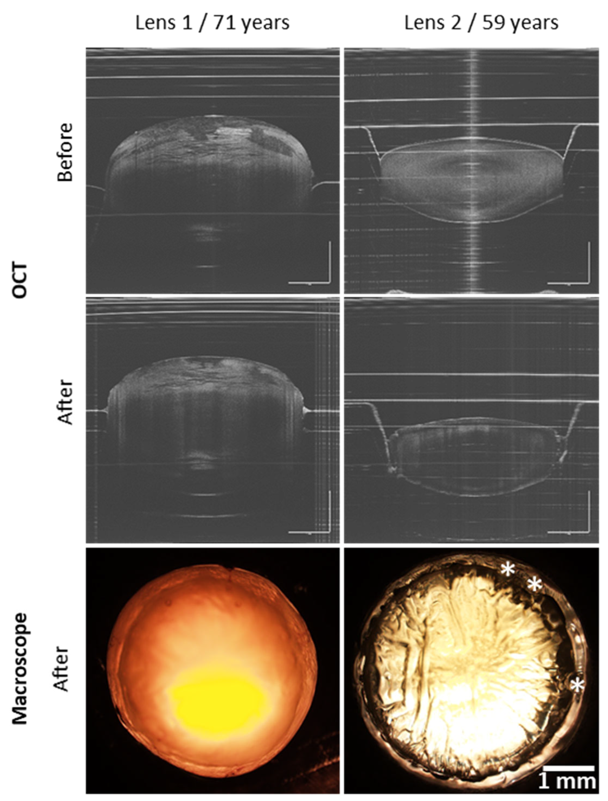 Bioengineering 11 00255 g002