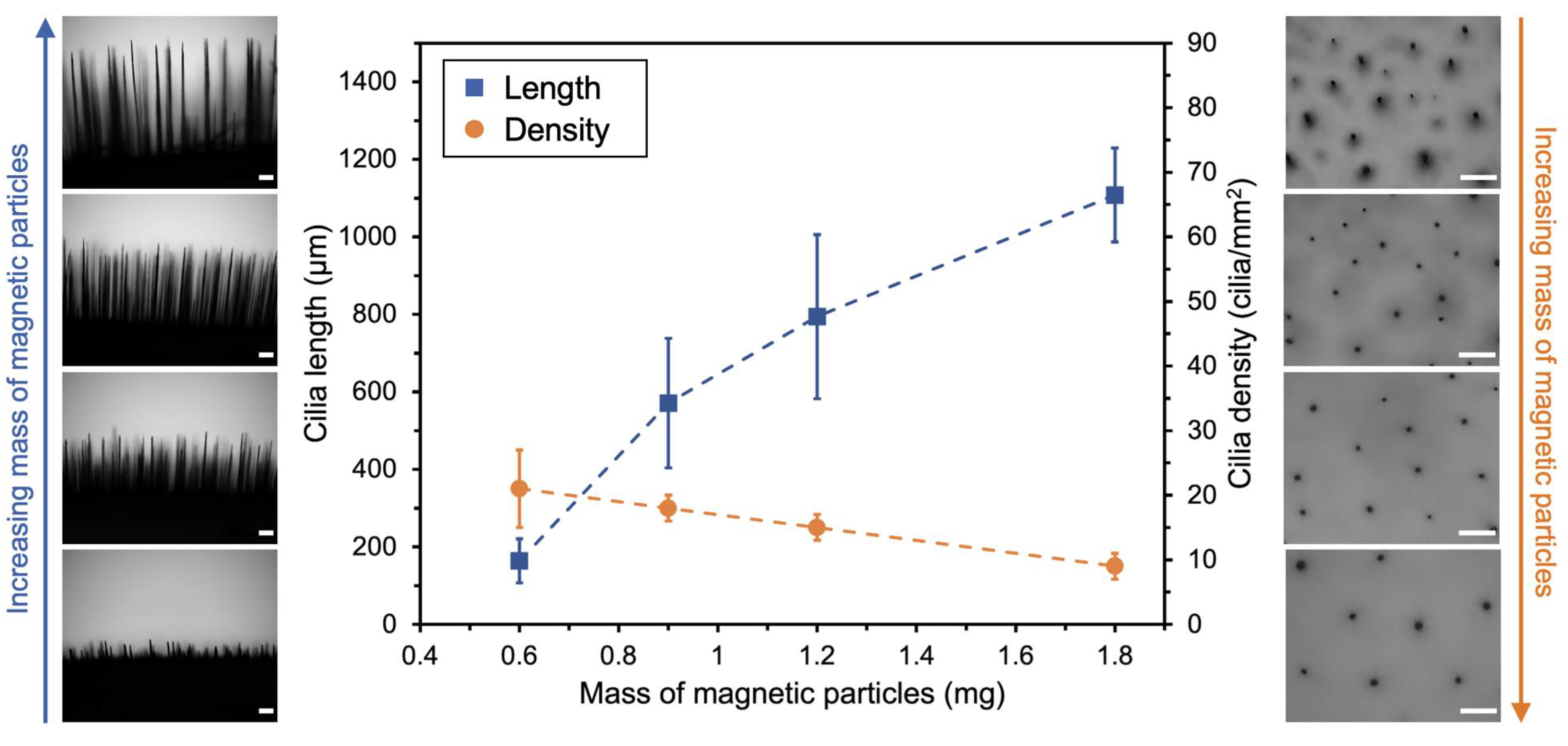 Bioengineering 11 00261 g004