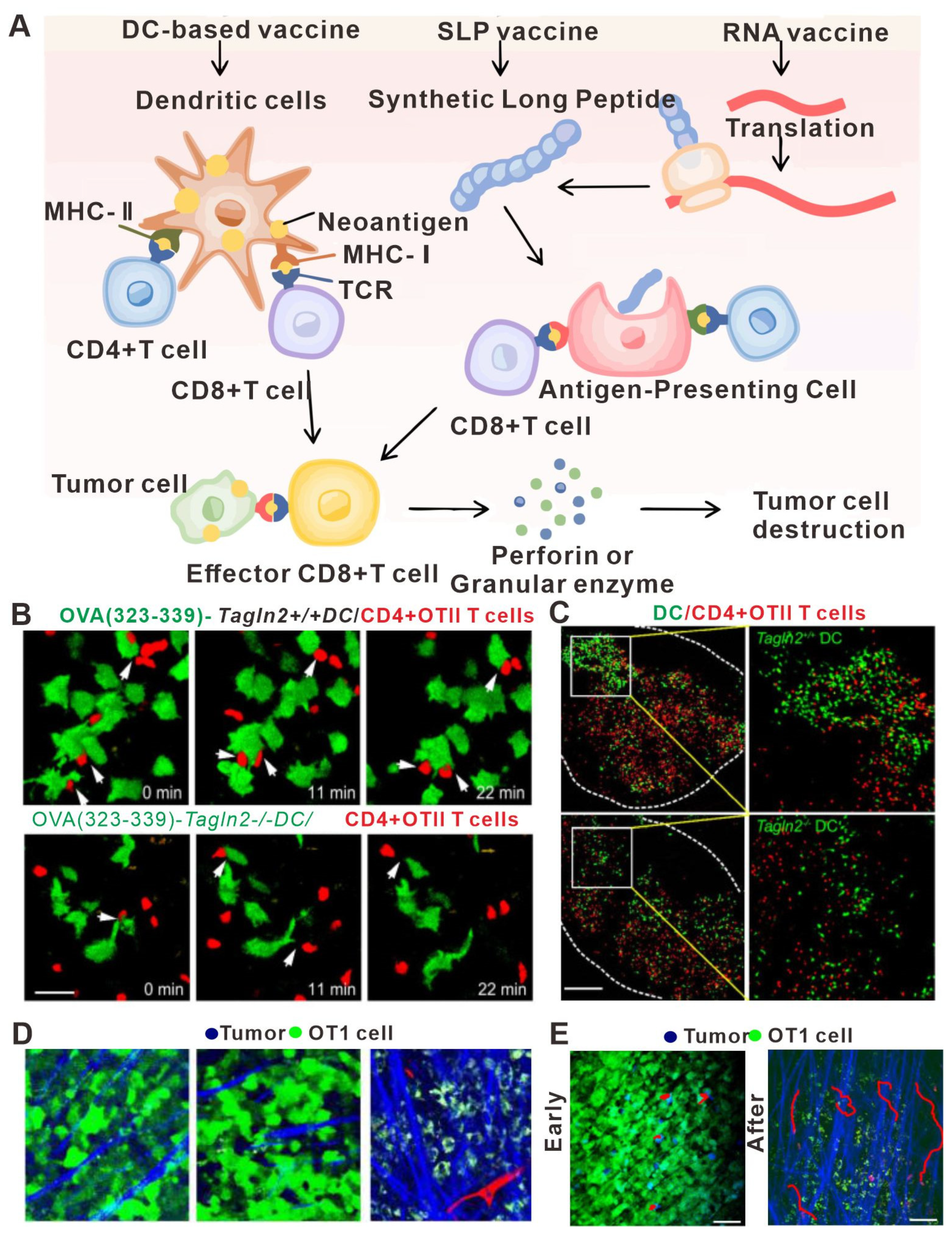 Bioengineering 11 00264 g004