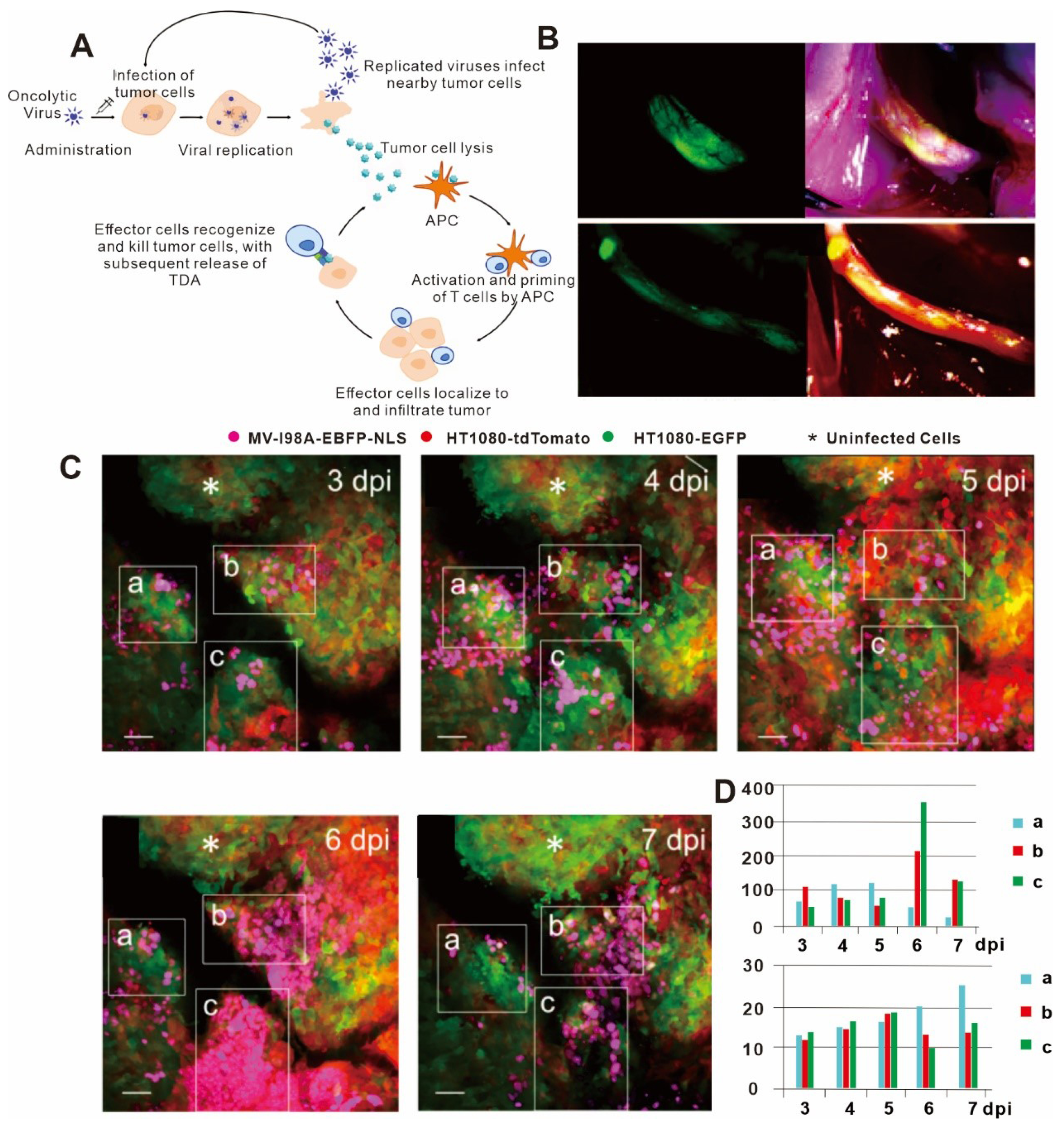Bioengineering 11 00264 g005