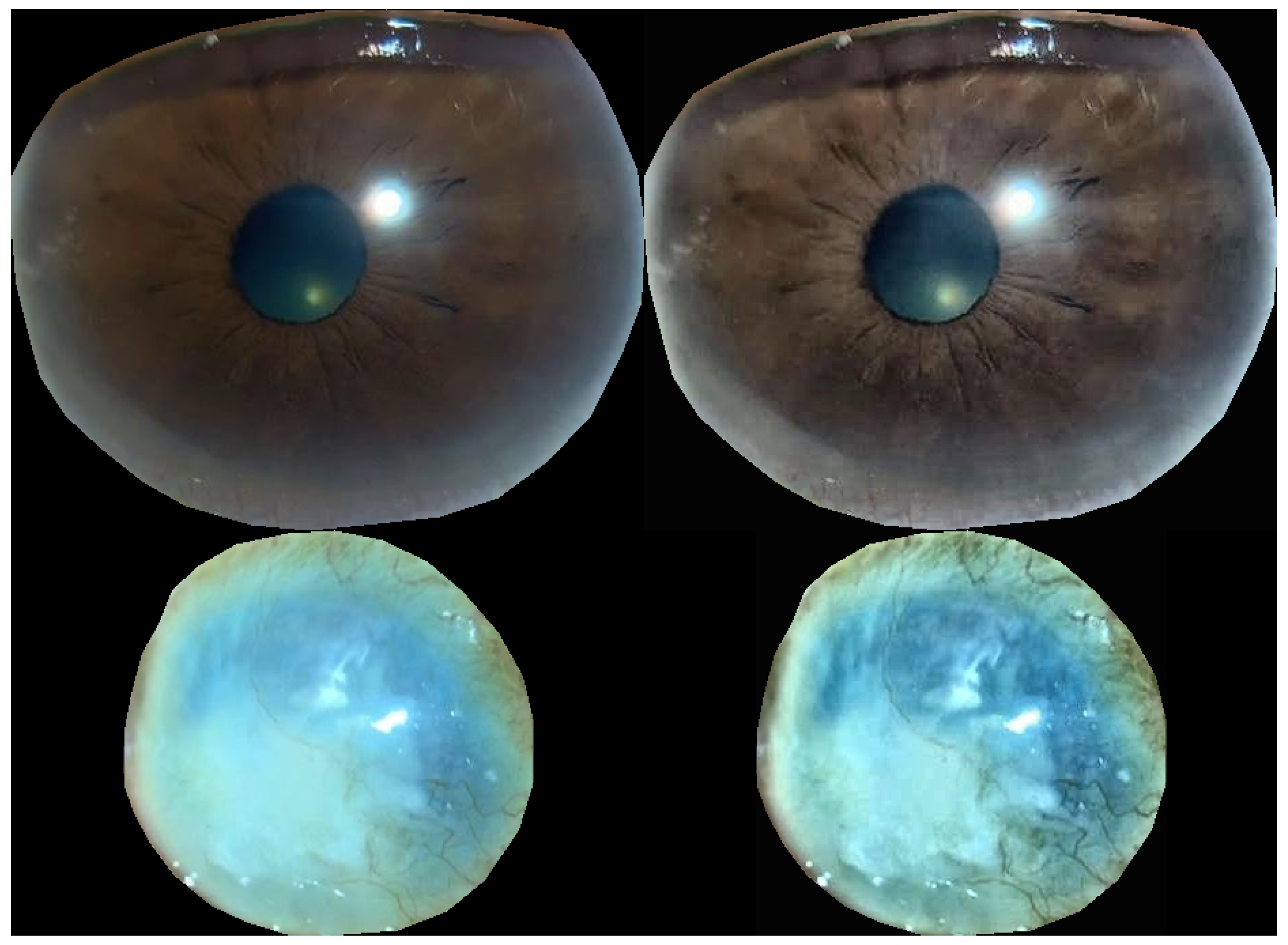 Bioengineering 11 00273 g004