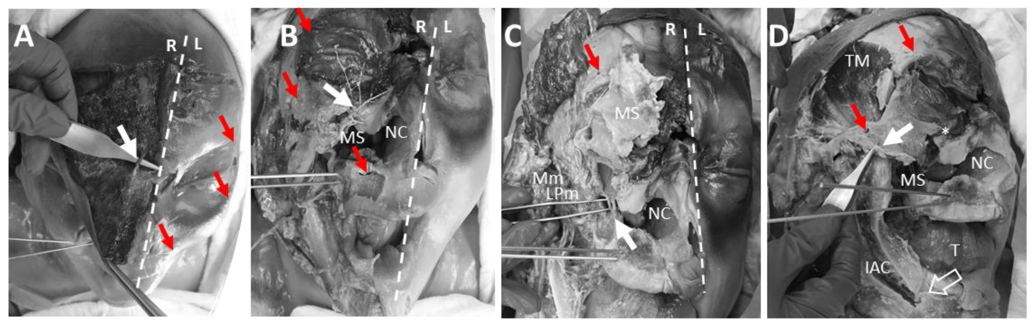 Bioengineering 11 00279 g010