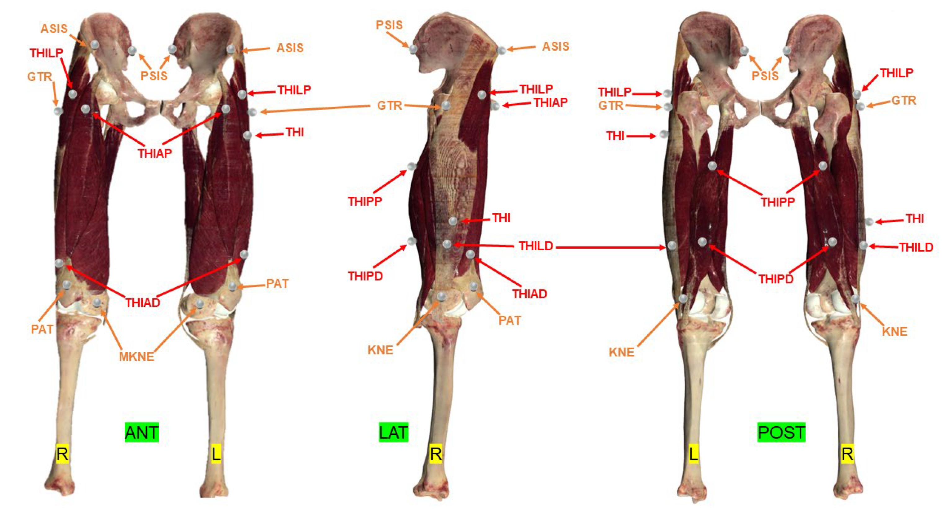 Bioengineering 11 00297 g002