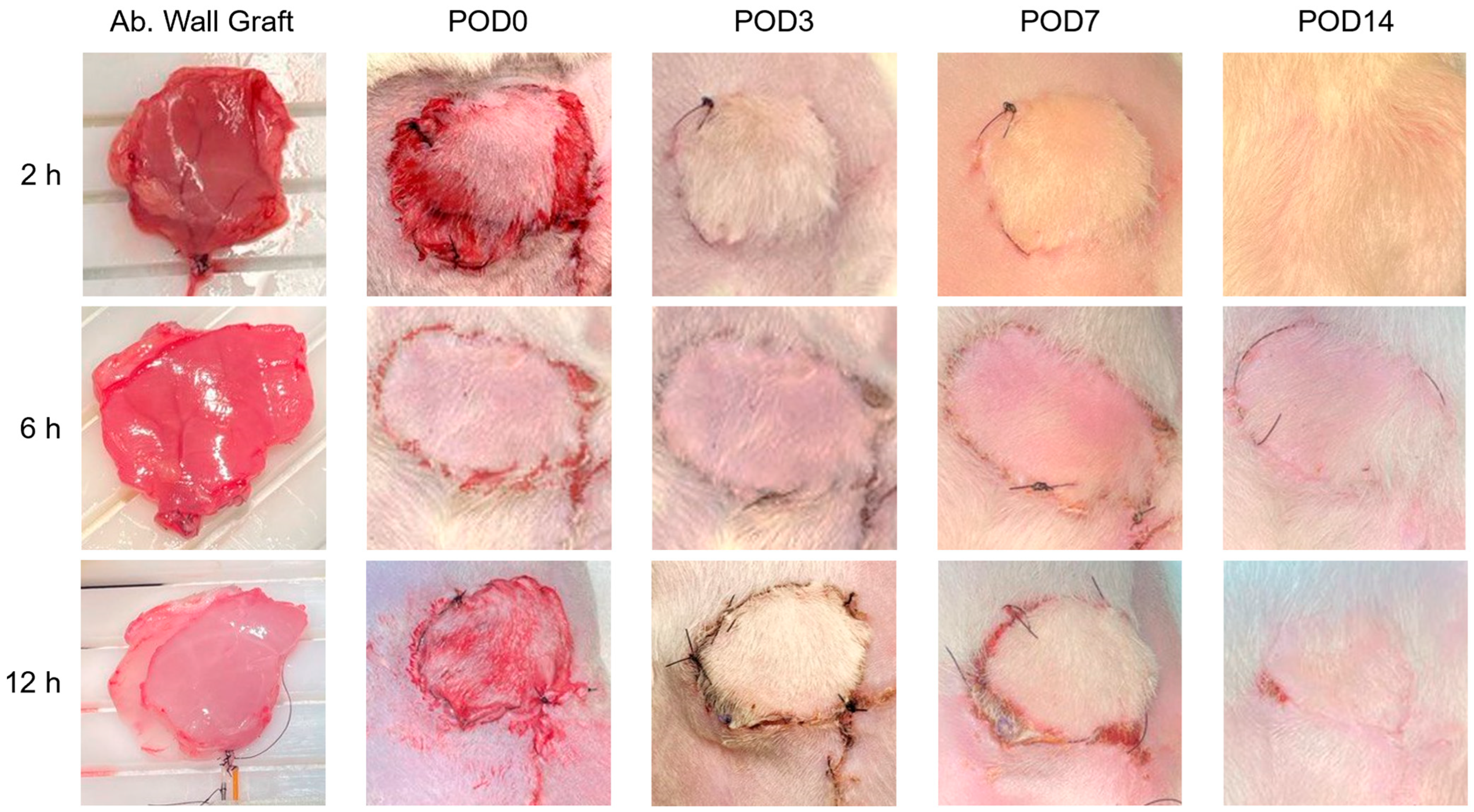 Bioengineering 11 00307 g006