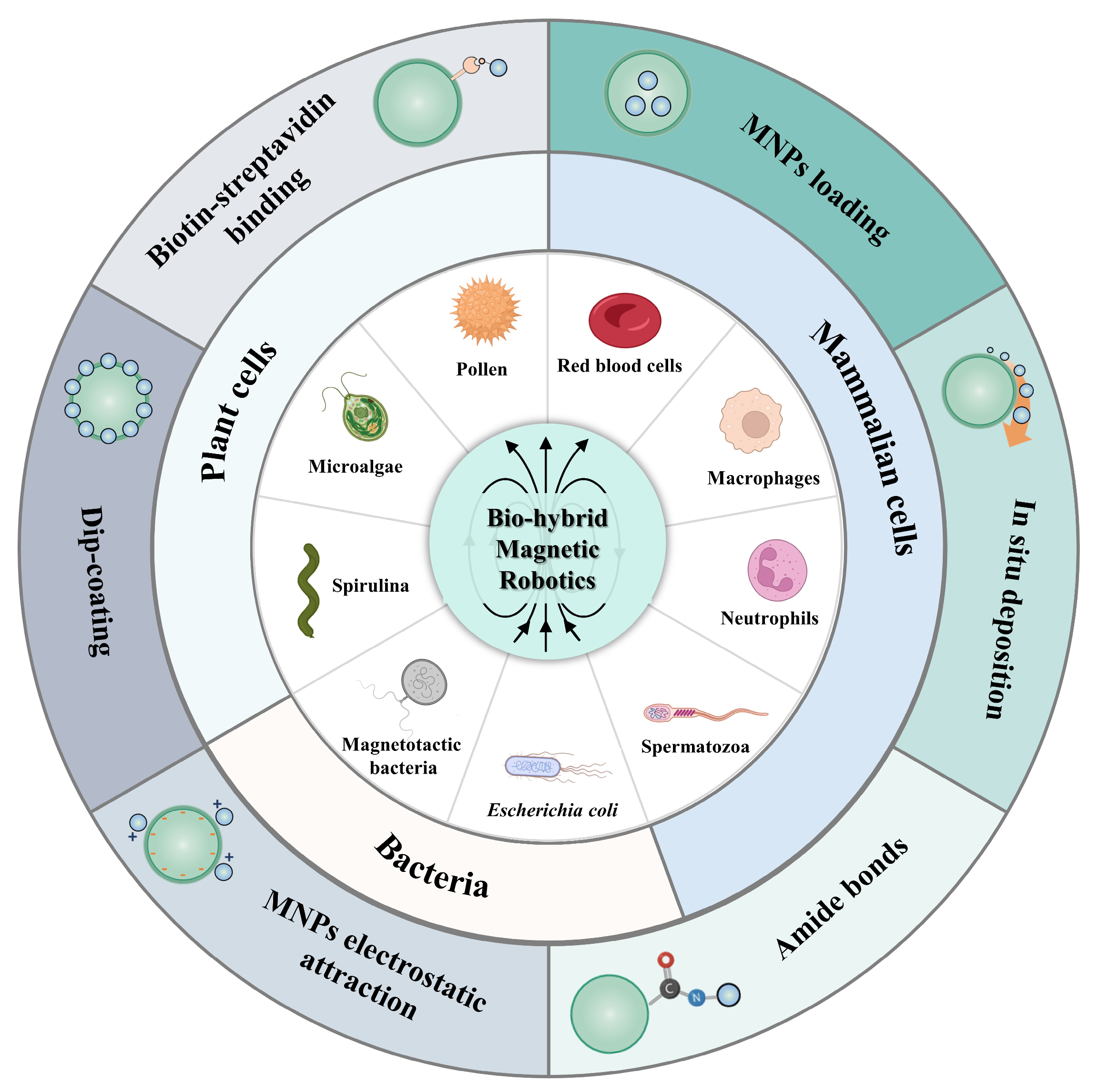 Bio-Hybrid Magnetic Robots: From Bioengineering to Targeted Therapy
