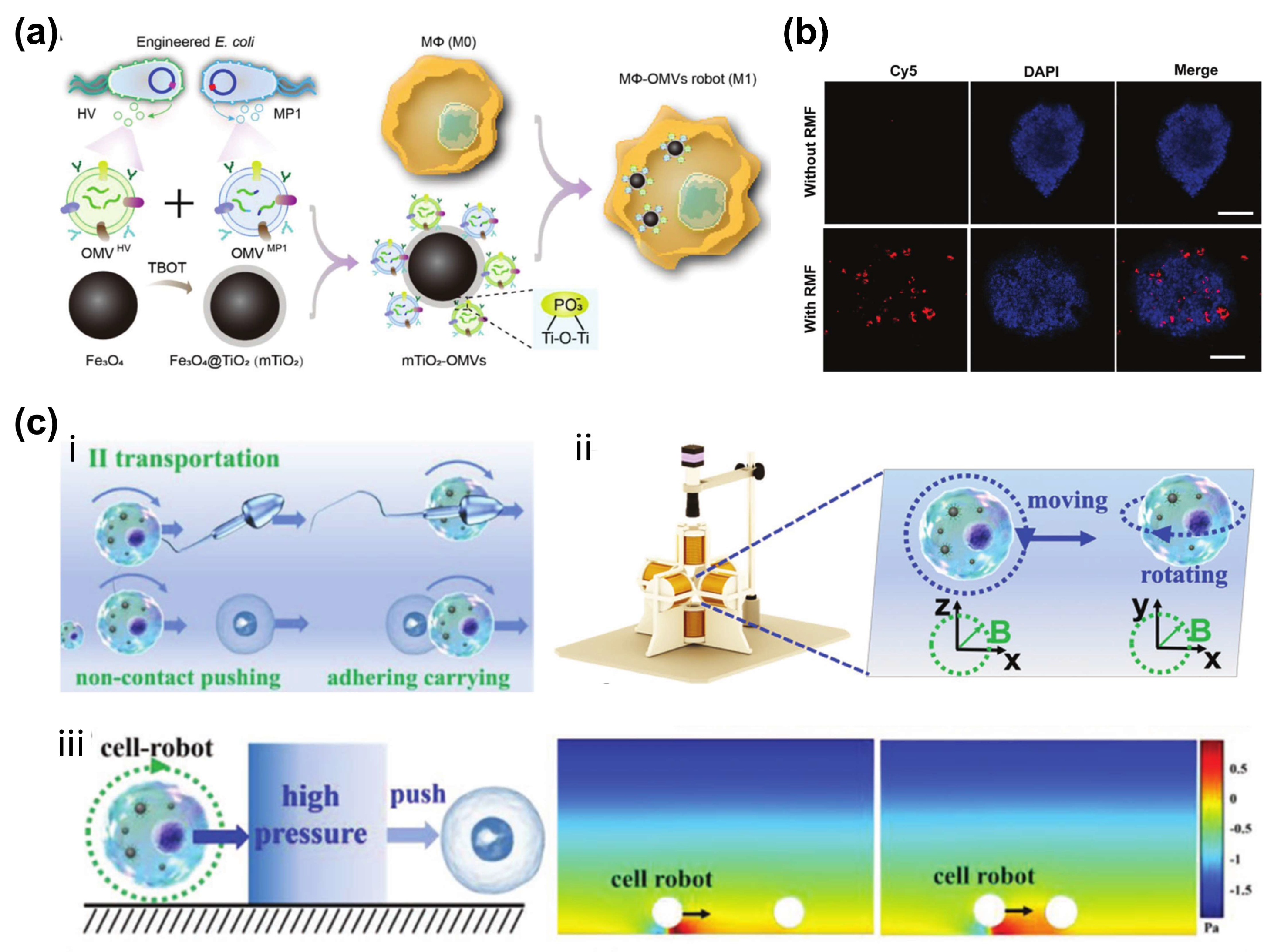 Bioengineering 11 00311 g003