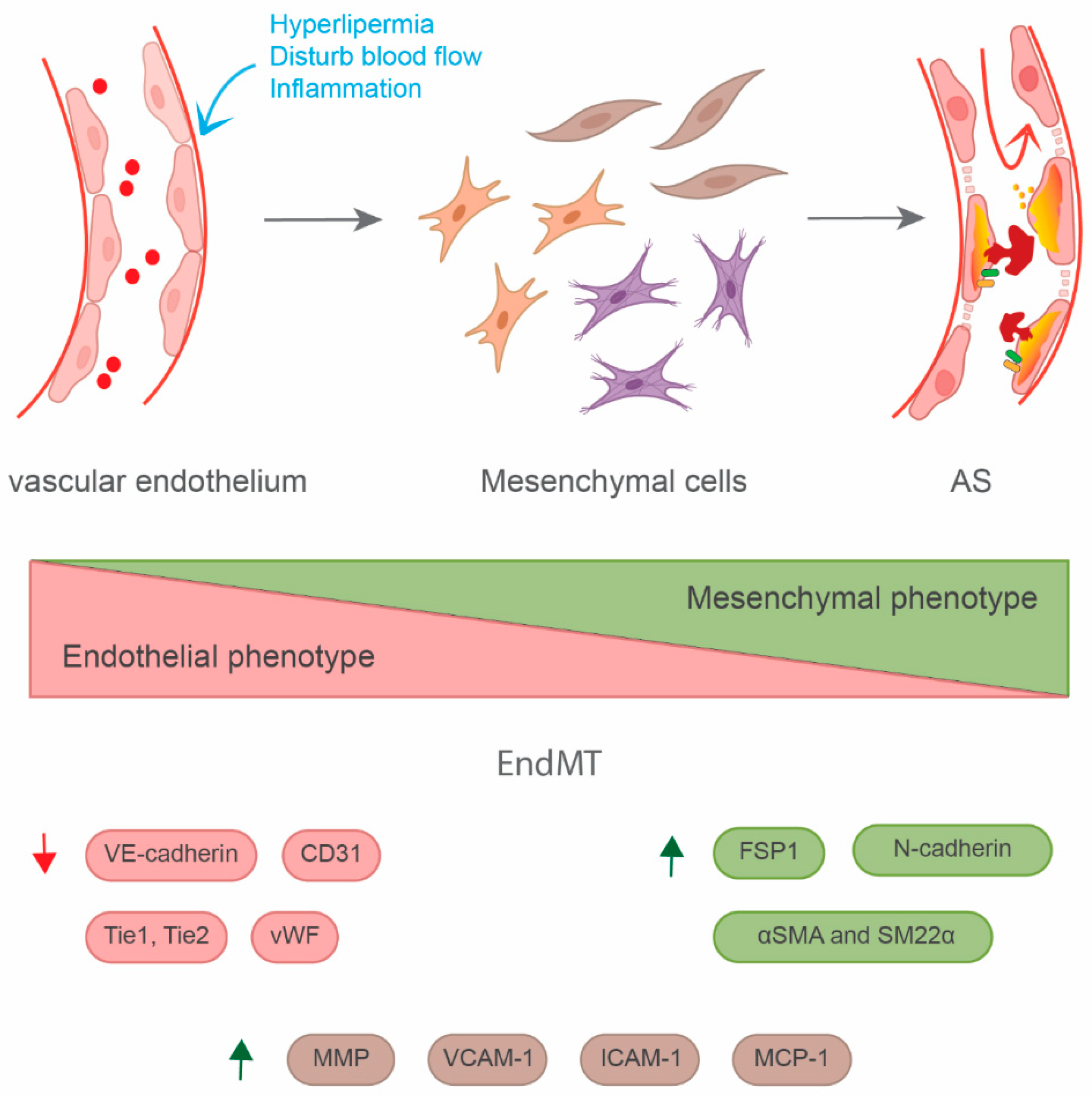 Endothelial Reprogramming in Atherosclerosis