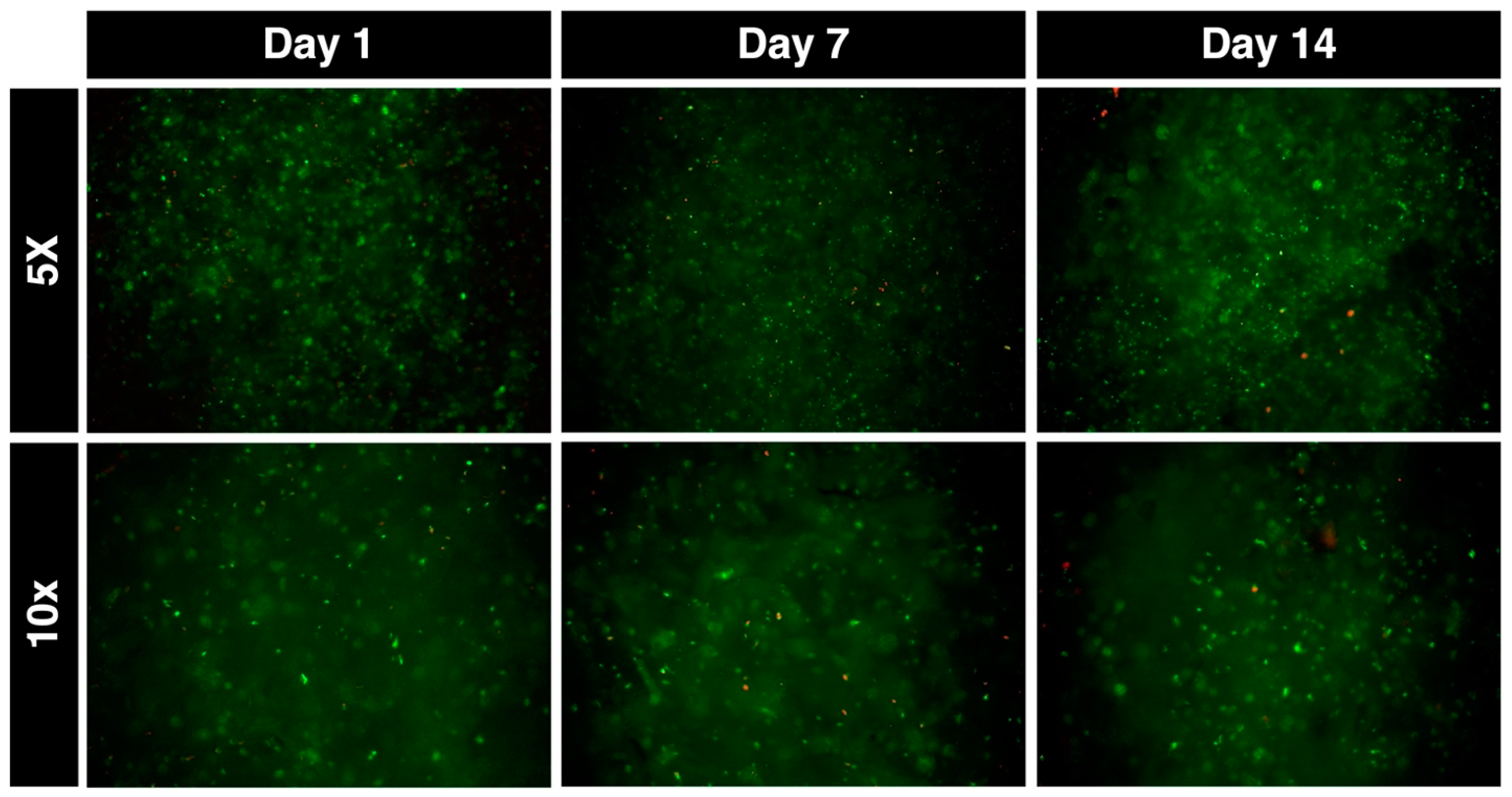 Bioengineering 11 00329 g003
