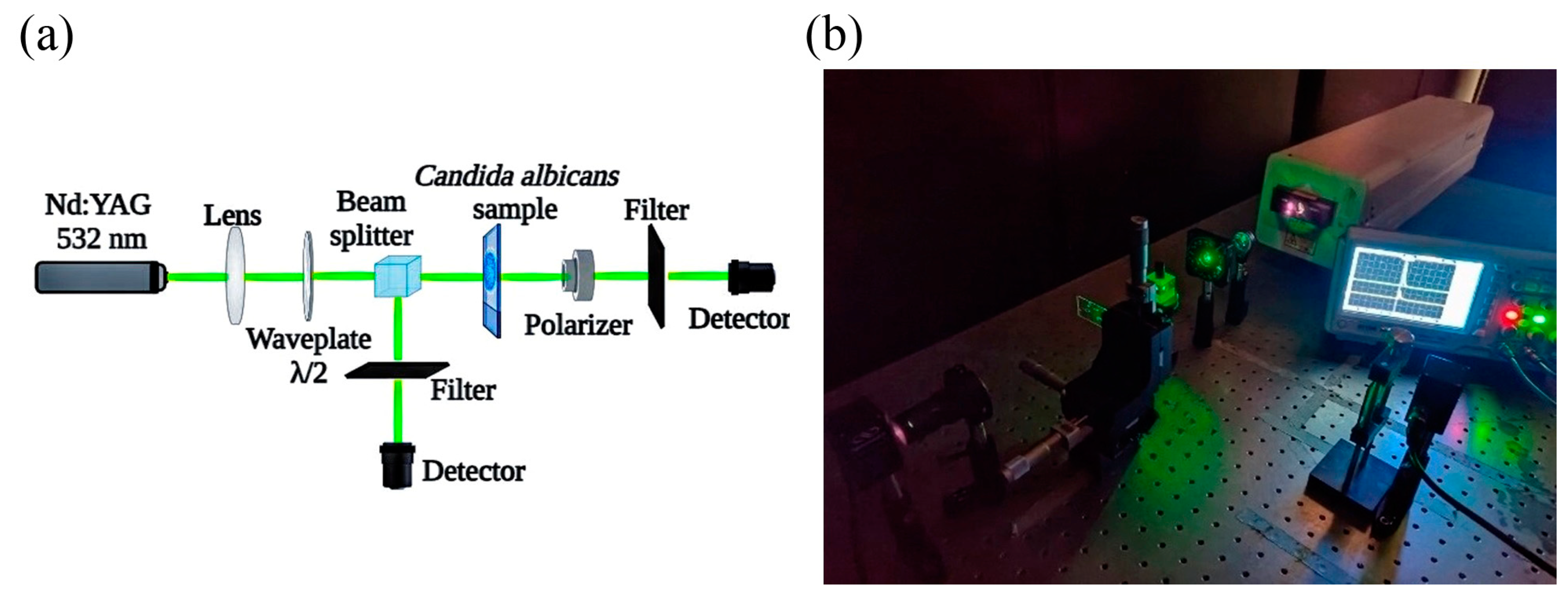 Bioengineering 11 00333 g001